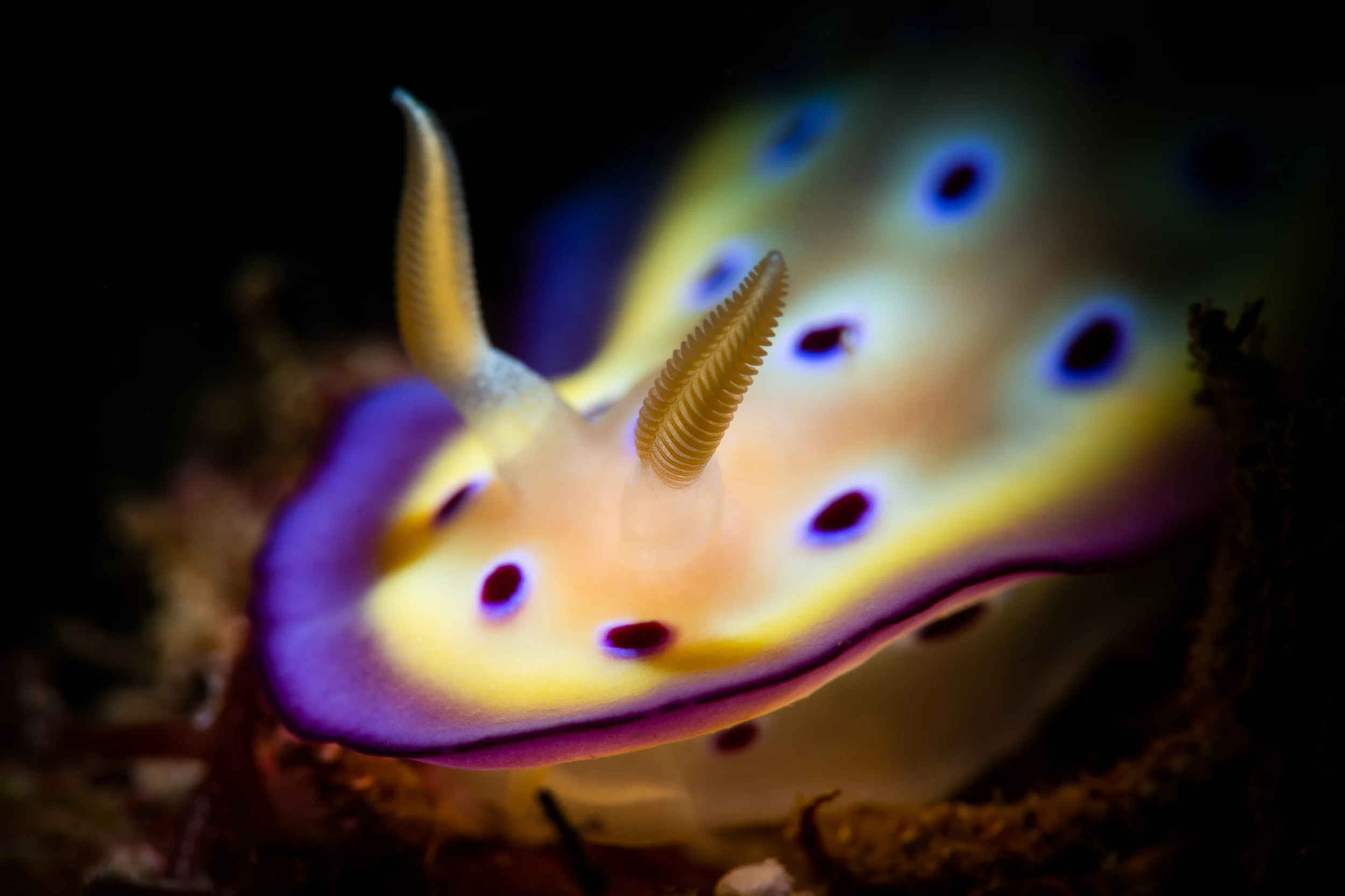 Goniobranchus kunei CREDIT: ERIK LUKAS / coral reef image bank