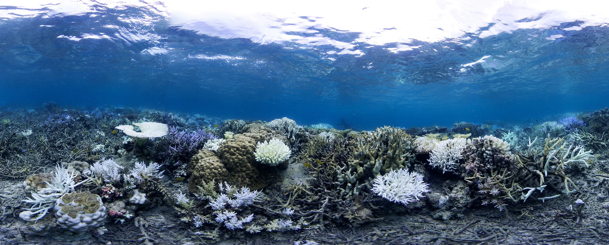 OKINAWA, JAPAN, SEPT 2016 CREDIT: THE OCEAN AGENCY / XL CATLIN SEAVIEW SURVEY