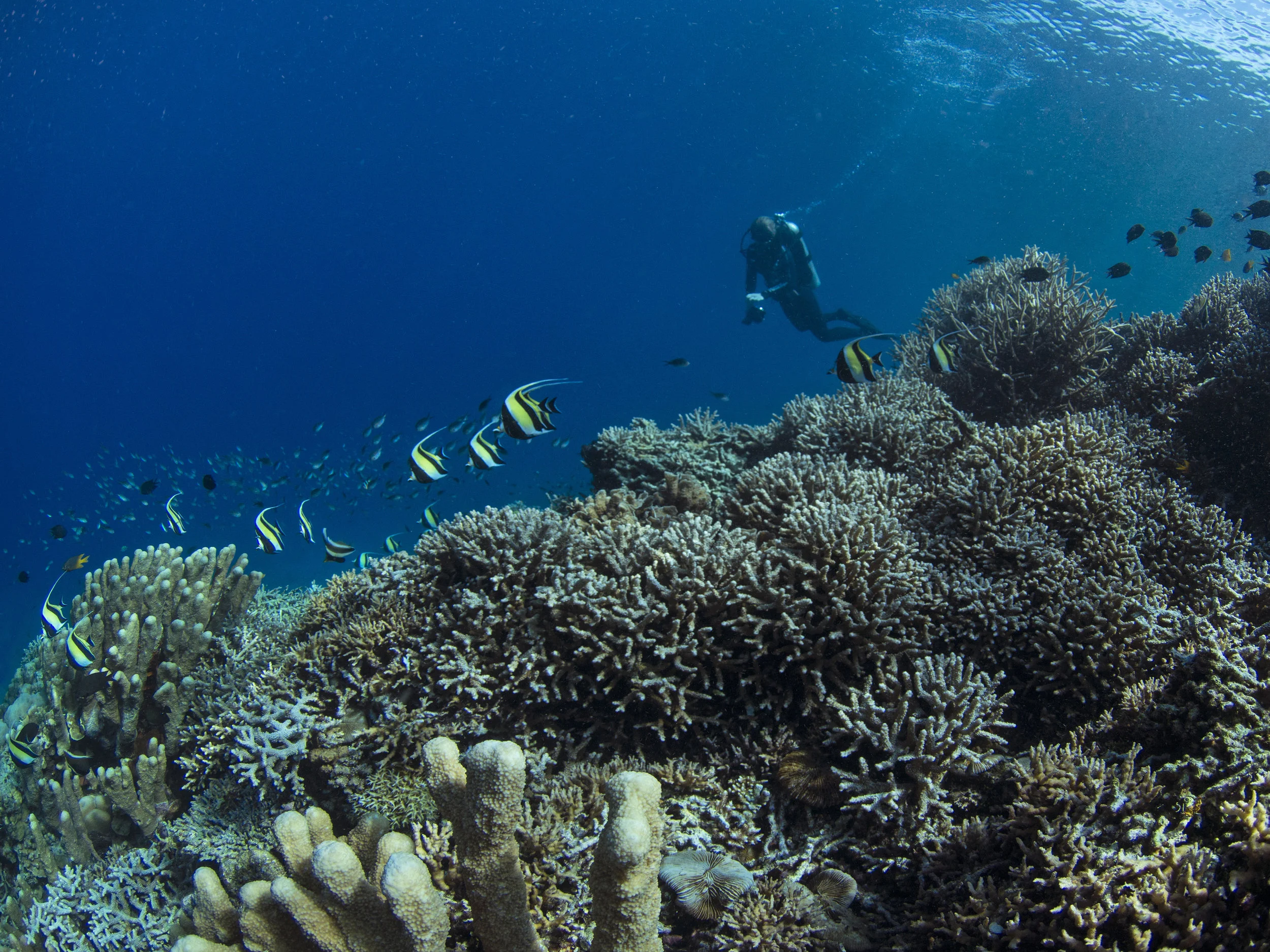 HEALTHY REEFS in manado ARE TEEMING WITH LIFE CREDIT: THE OCEAN AGENCY / PAUL G. ALLEN PHILANTHROPIES