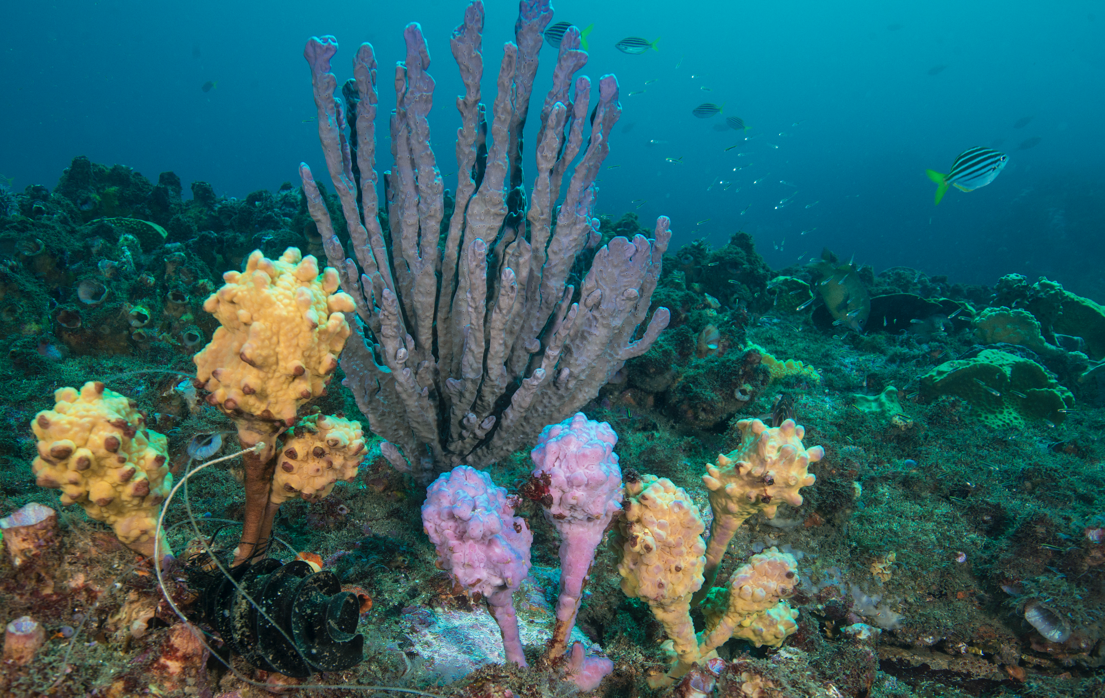 sponges in sydney credit: jayne jenkins / coral reef image bank