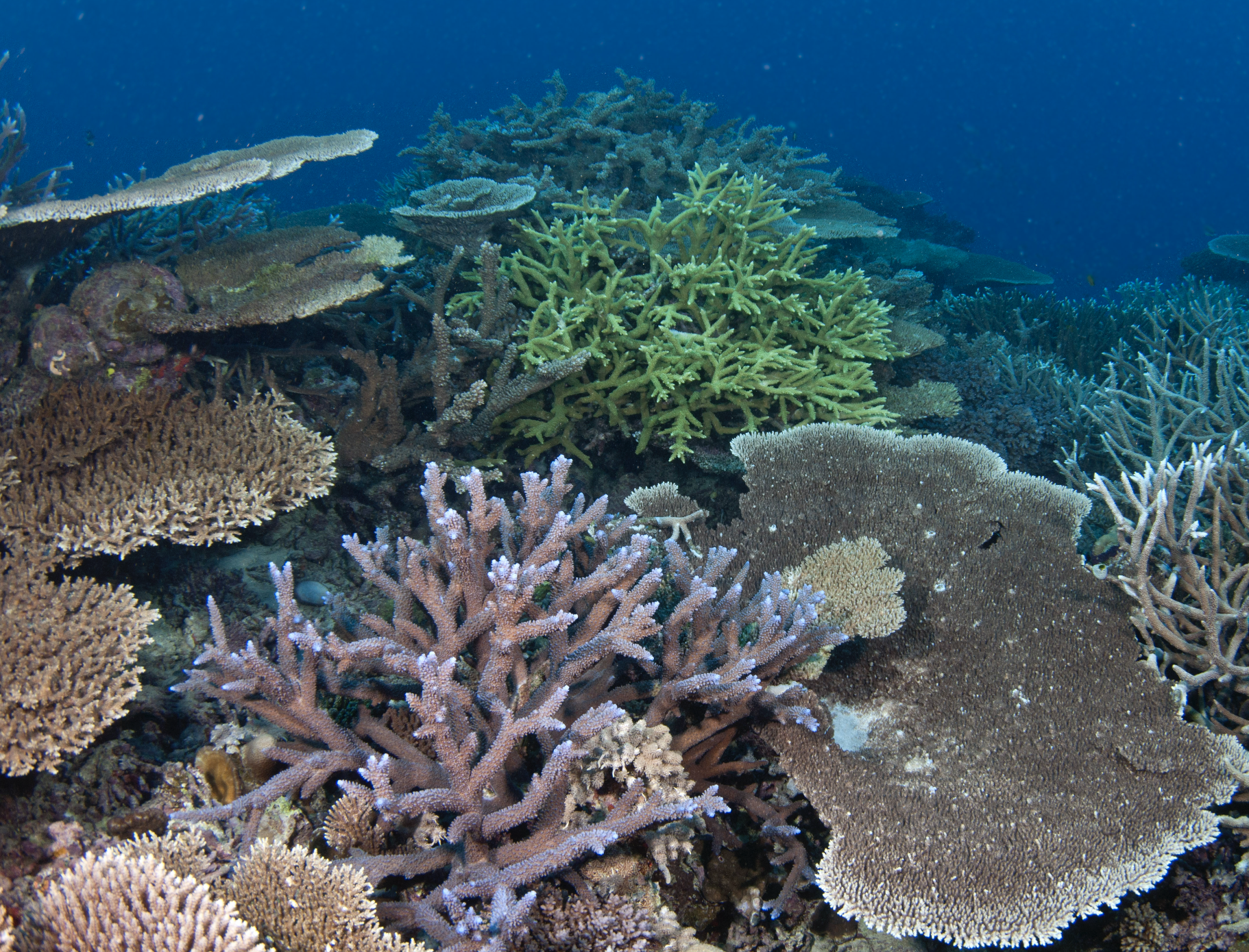 coral in the Great barrier reef credit: jayne jenkins / coral reef image bank
