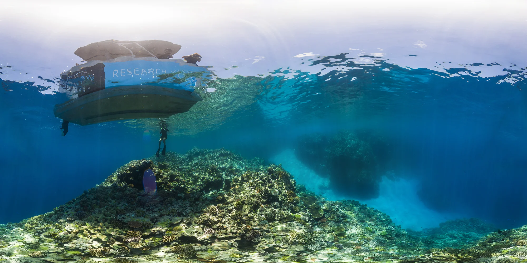 OSPREY REEF, GREAT BARRIER REEF CREDIT: THE OCEAN AGENCY / XL CATLIN SEAVIEW SURVEY
