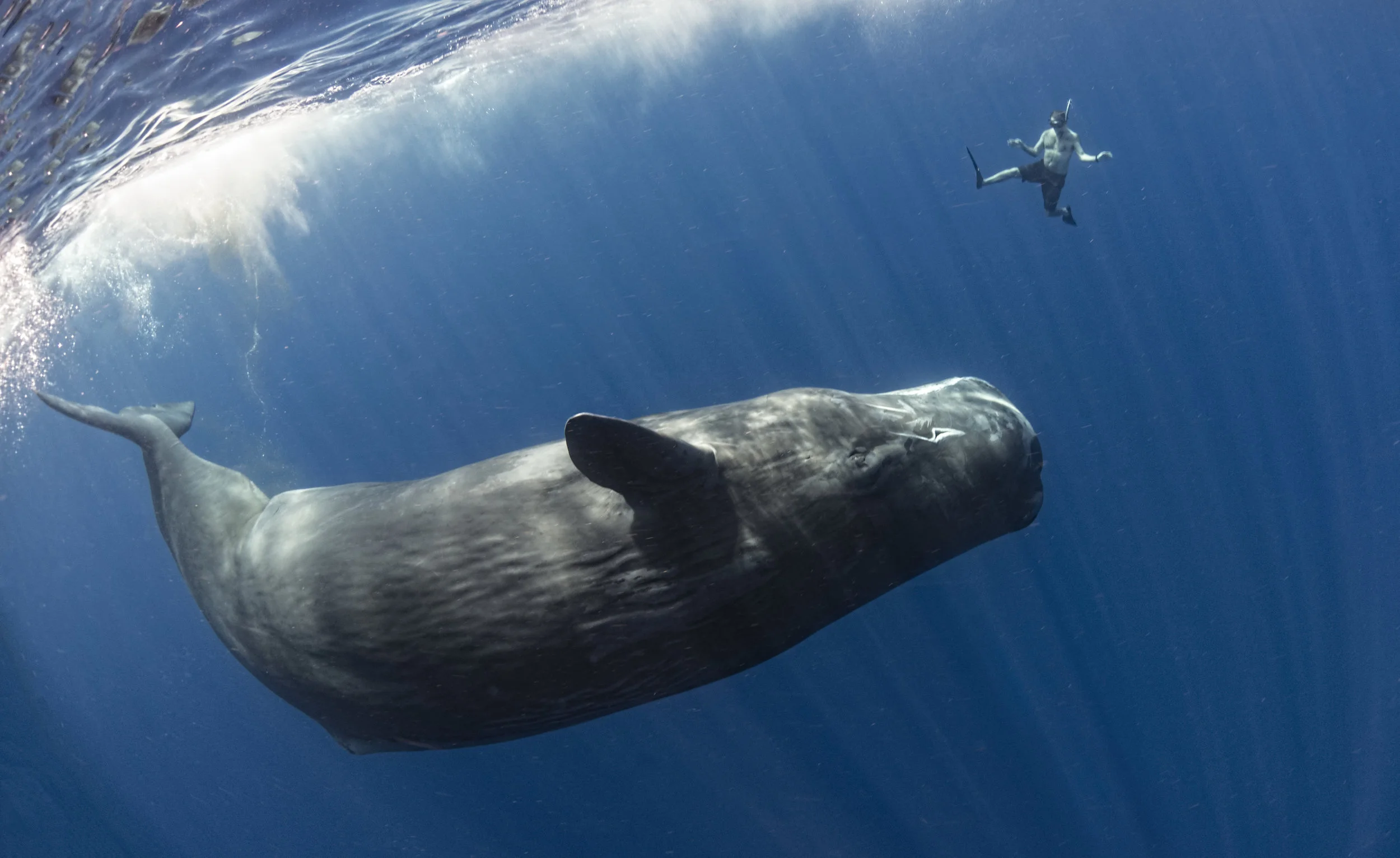 sperm whale credit: amanda cotton / coral reef image bank
