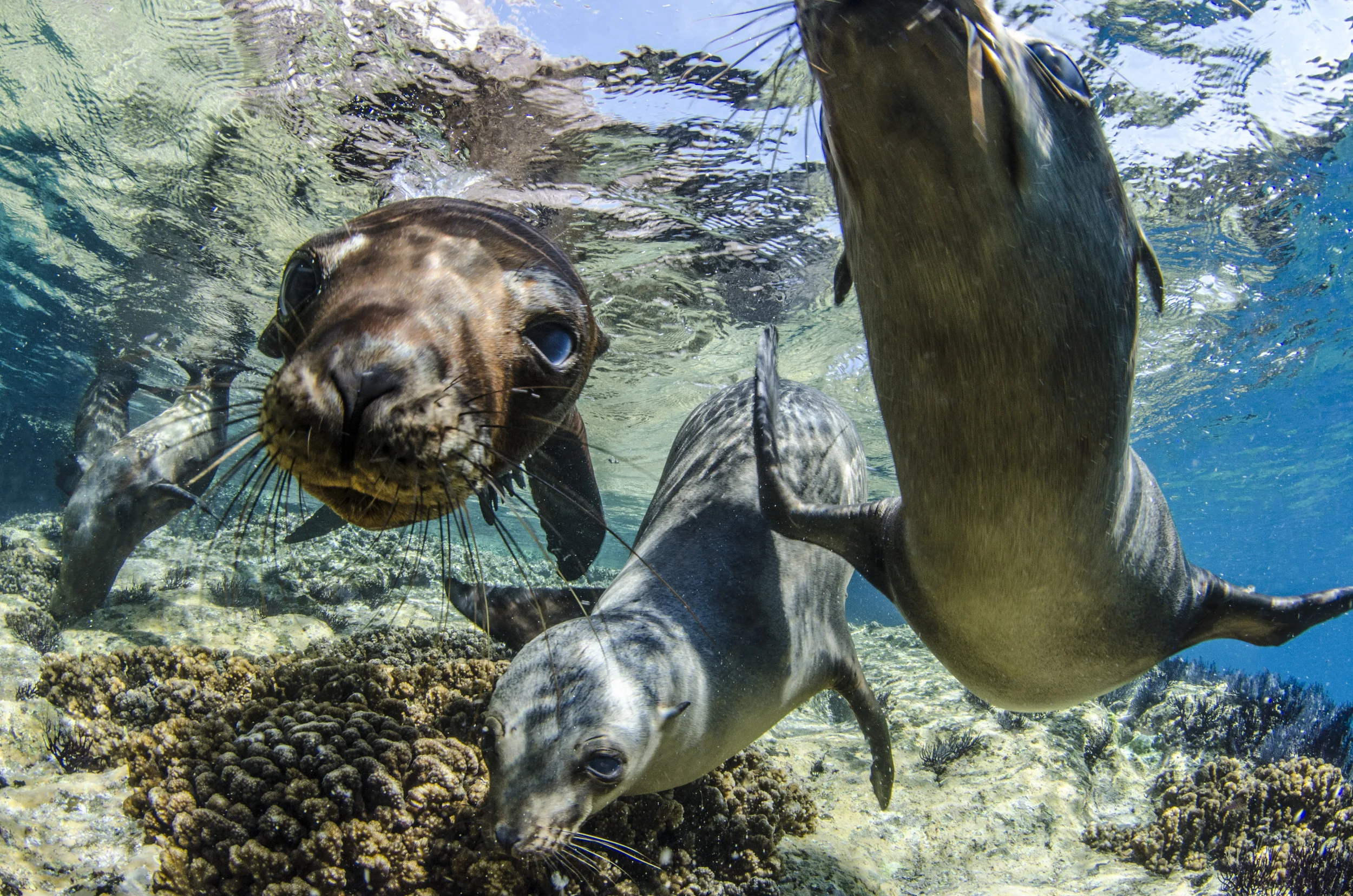 seals in the galapagos credit: Amanda cotton / coral reef image bank