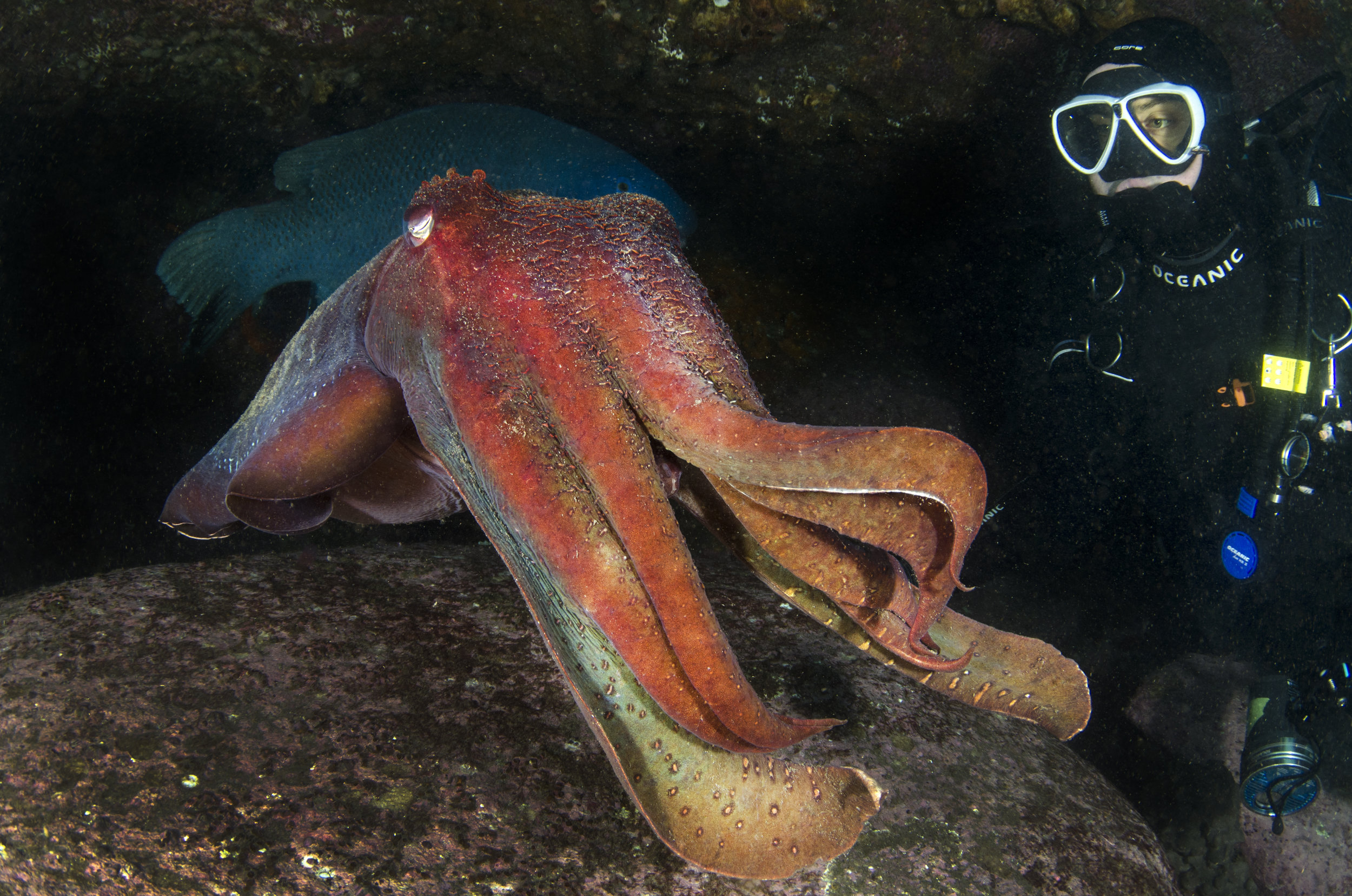 cuttlefish with diver credit: Amanda cotton / coral reef image bank
