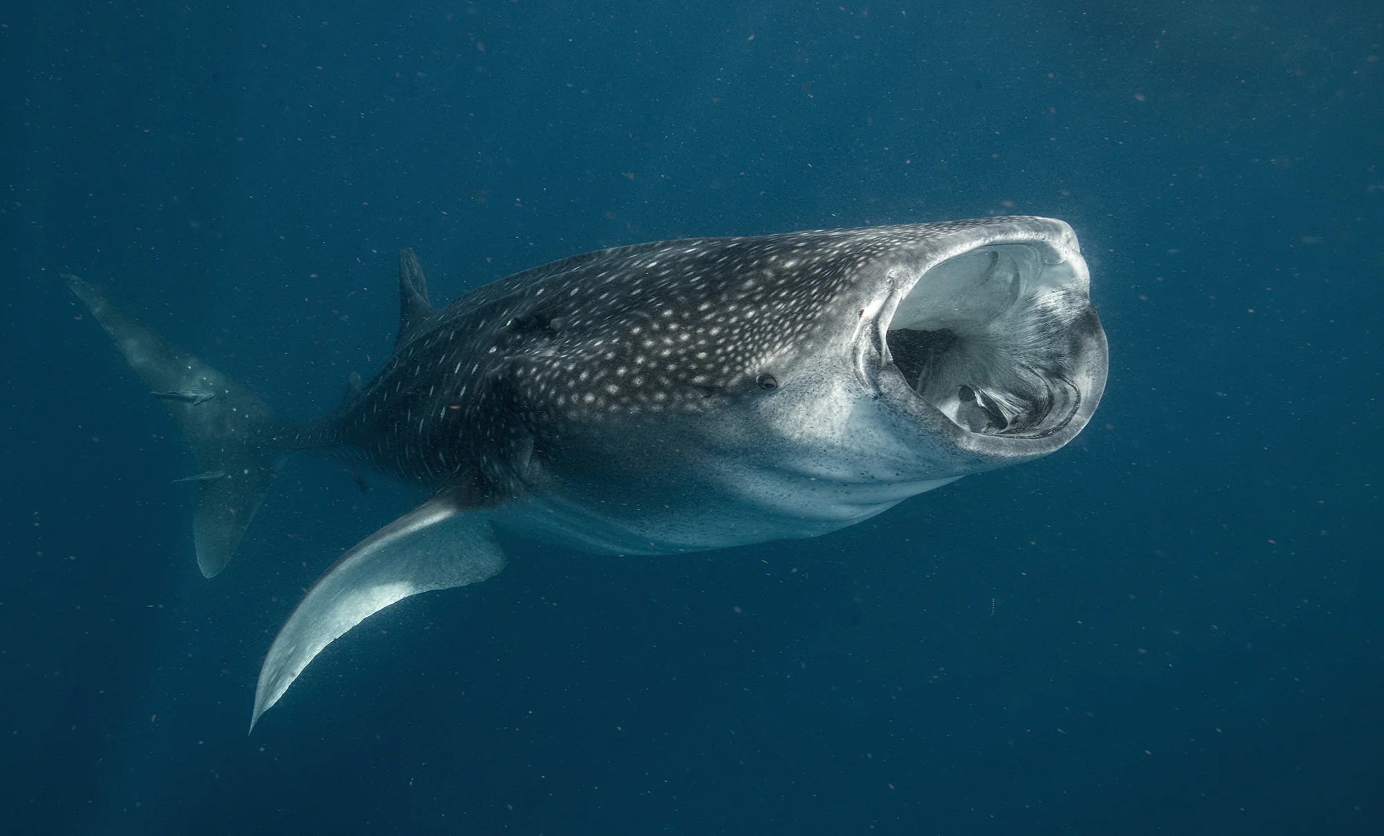 whale shark eating credit: Amanda cotton / Coral reef image bank