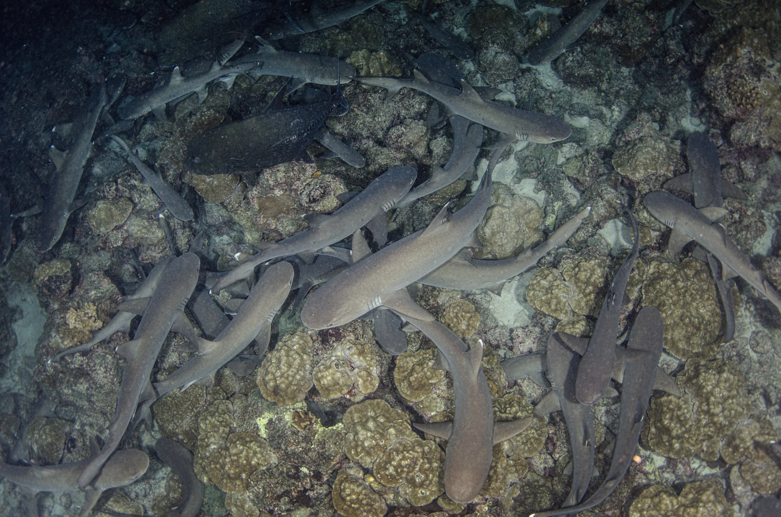 white tips credit: Amanda cotton / Coral reef image bank