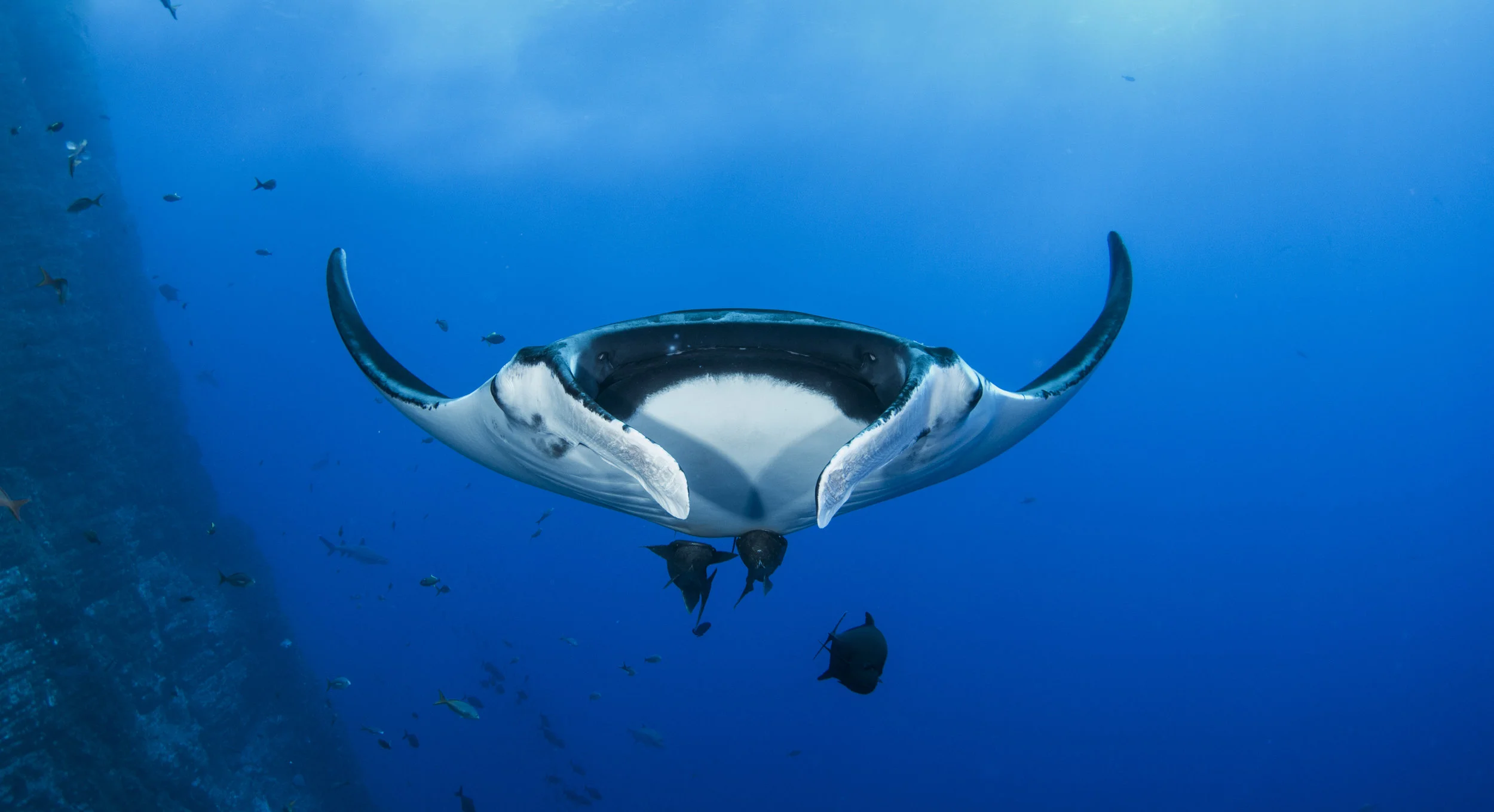 manta ray credit: amanda cotton / coral reef image bank