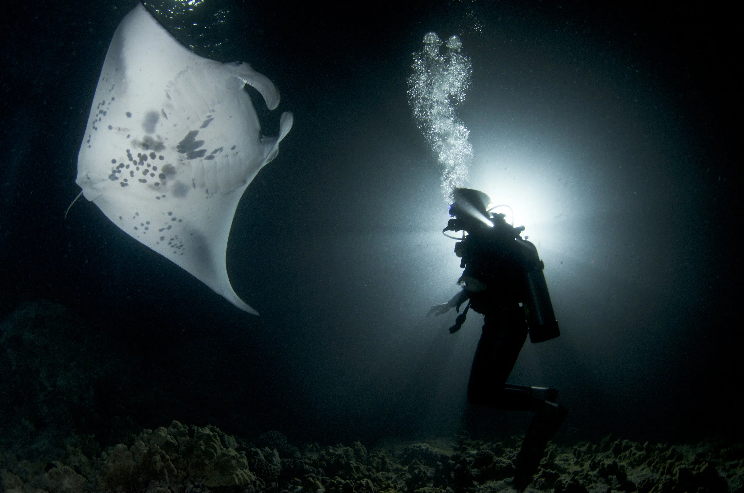 manta ray credit: amanda cotton / coral reef image bank