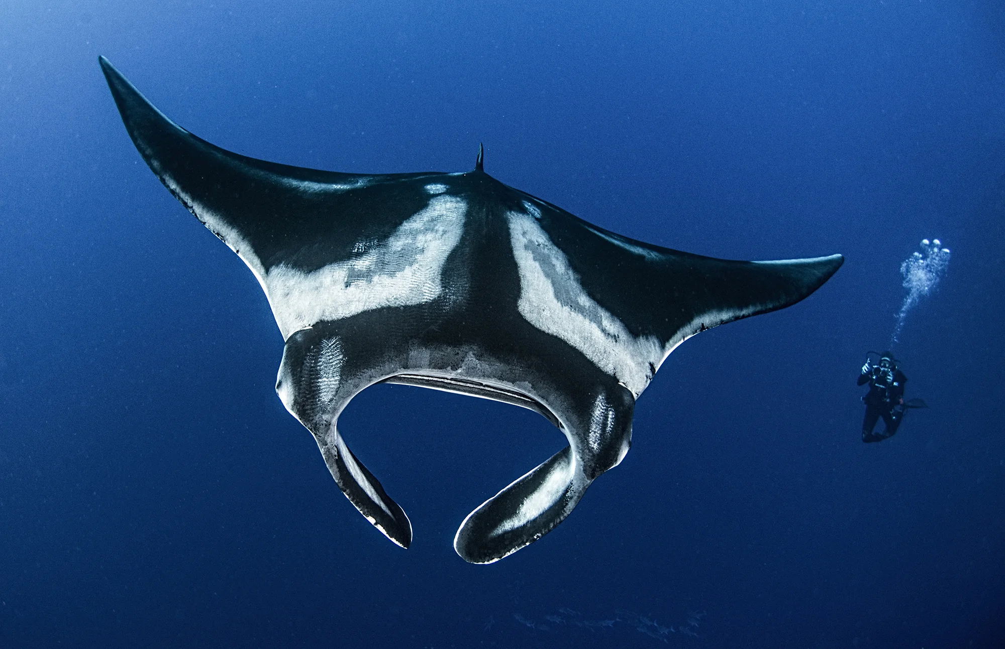 manta ray credit: amanda cotton / coral reef image bank