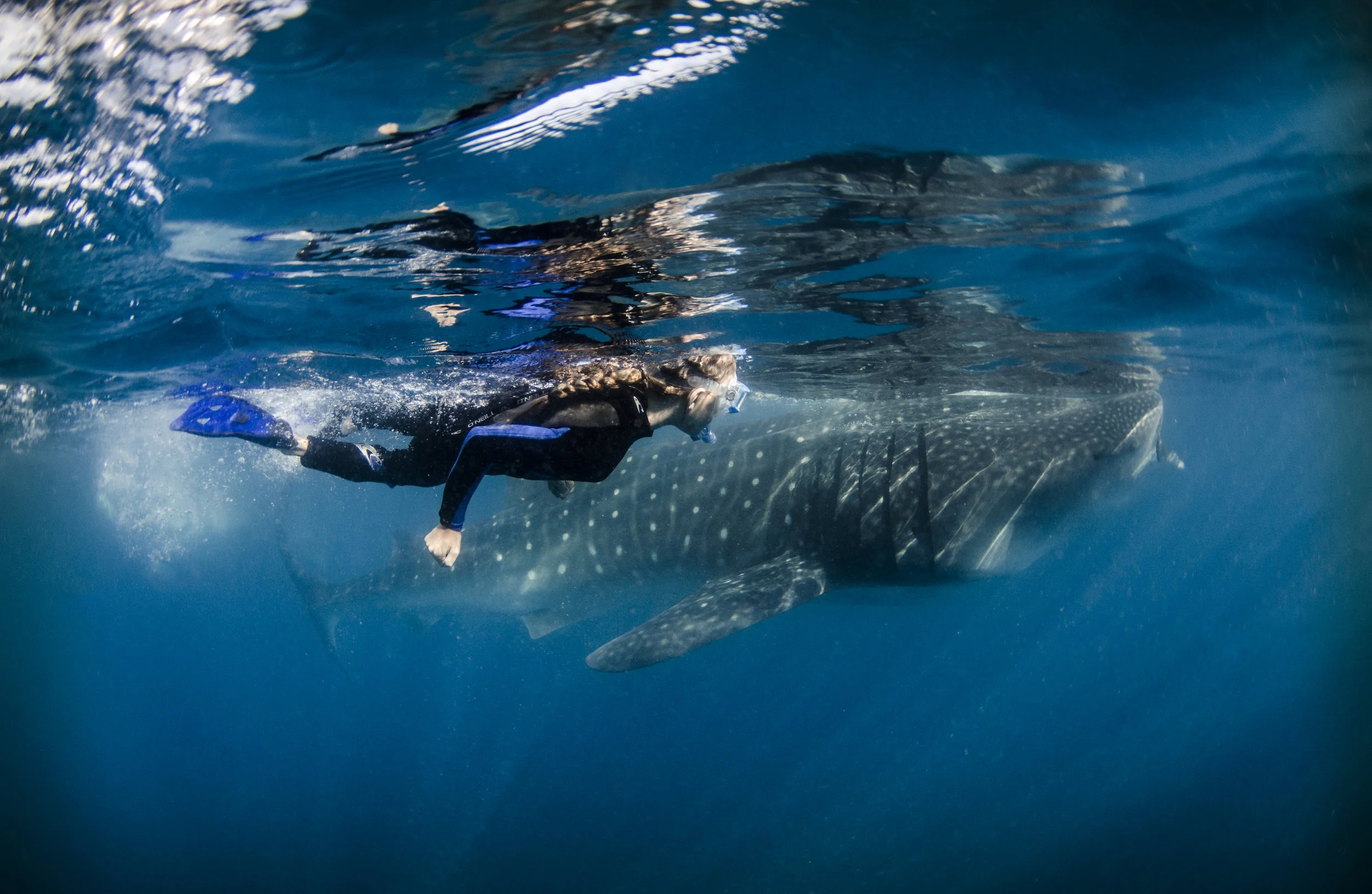 diver with whale shark credit: Amanda cotton / coral reef image bank