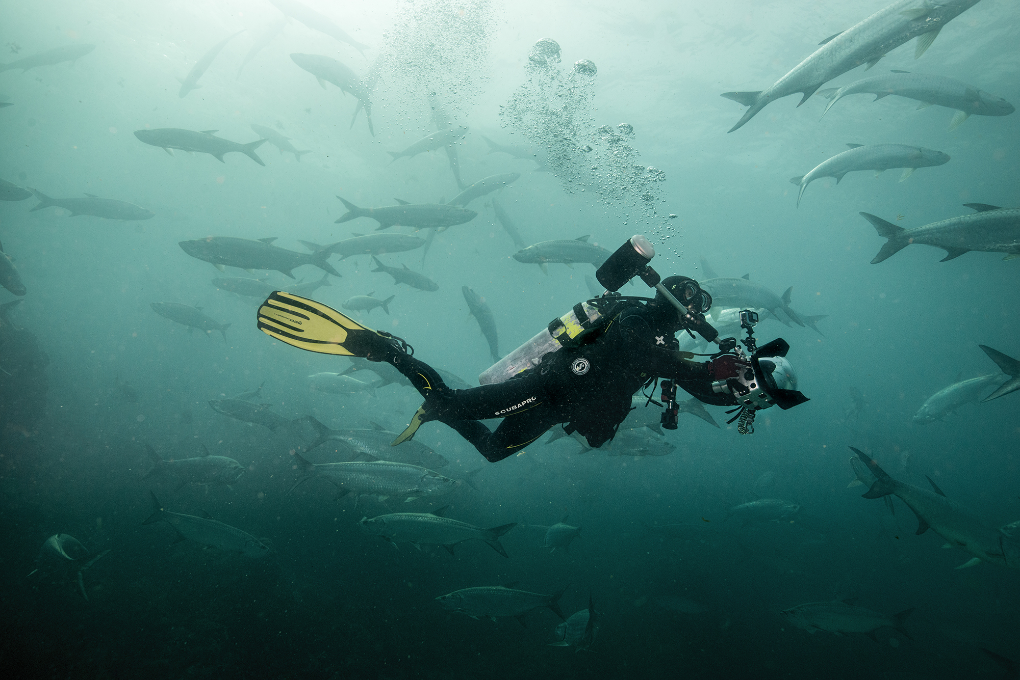 diver with tarpon credit: Amanda cotton / coral reef image bank