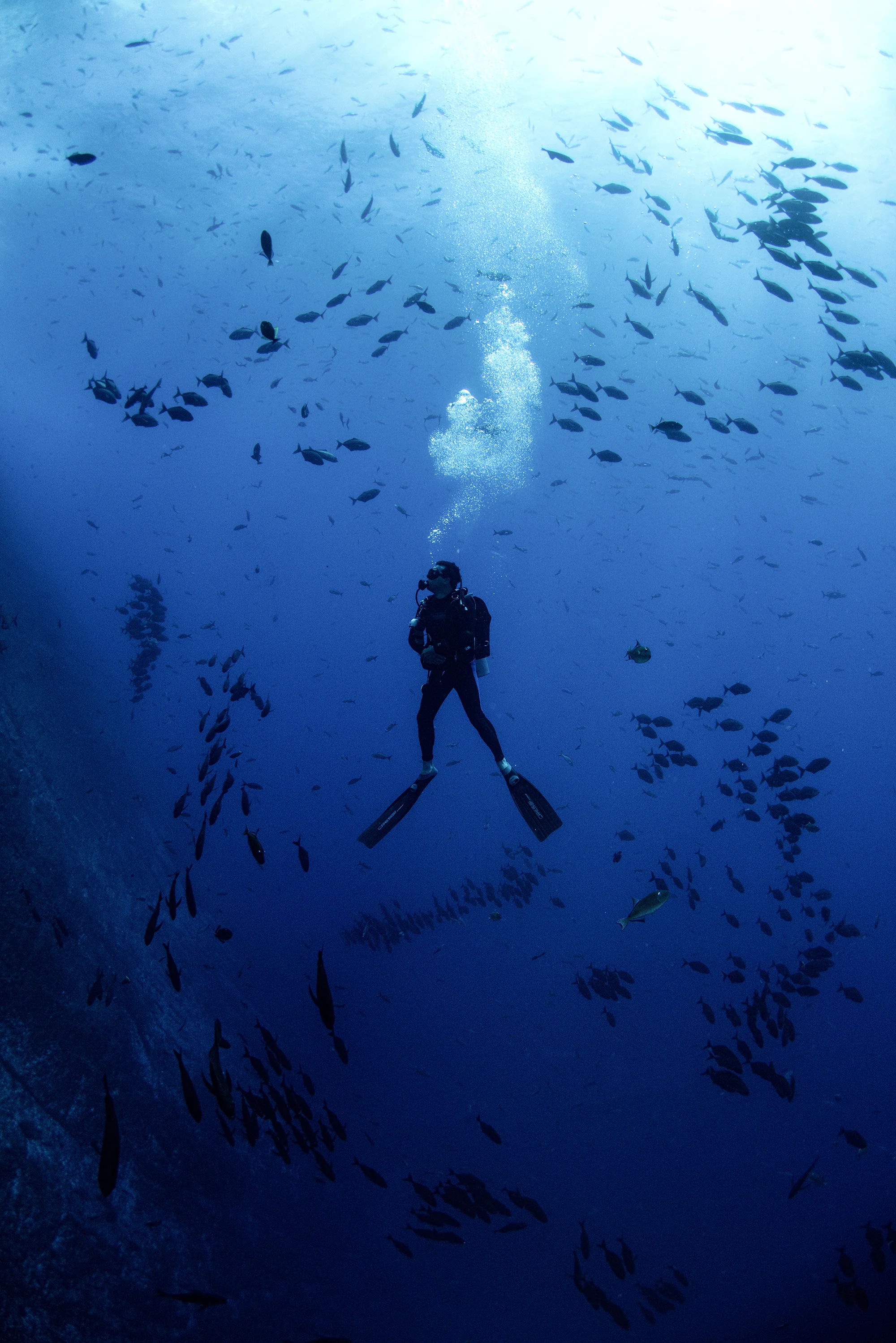 diver surrounded by schools of fish credit: Amanda cotton / coral reef image bank