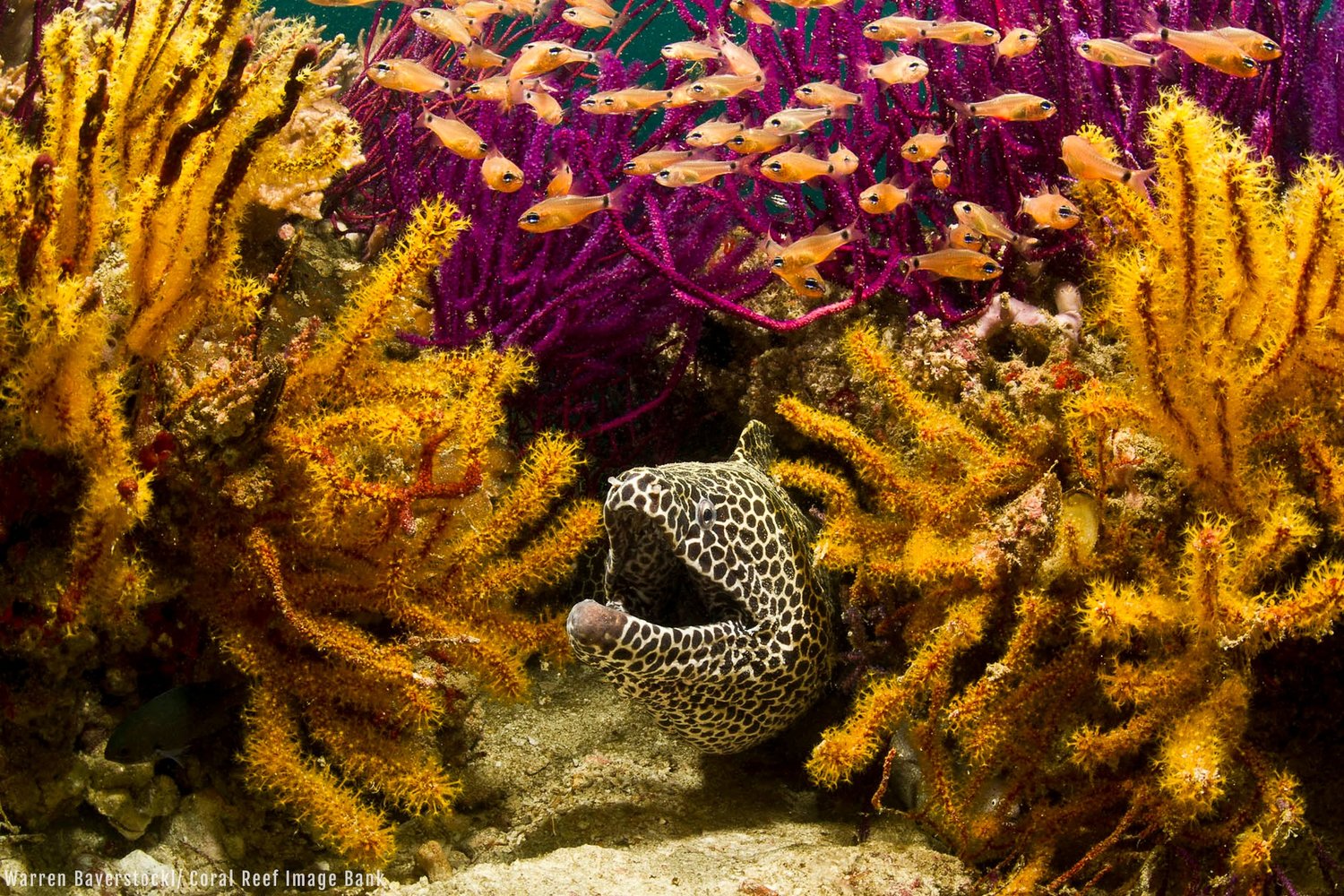 Coral Reef Image Bank