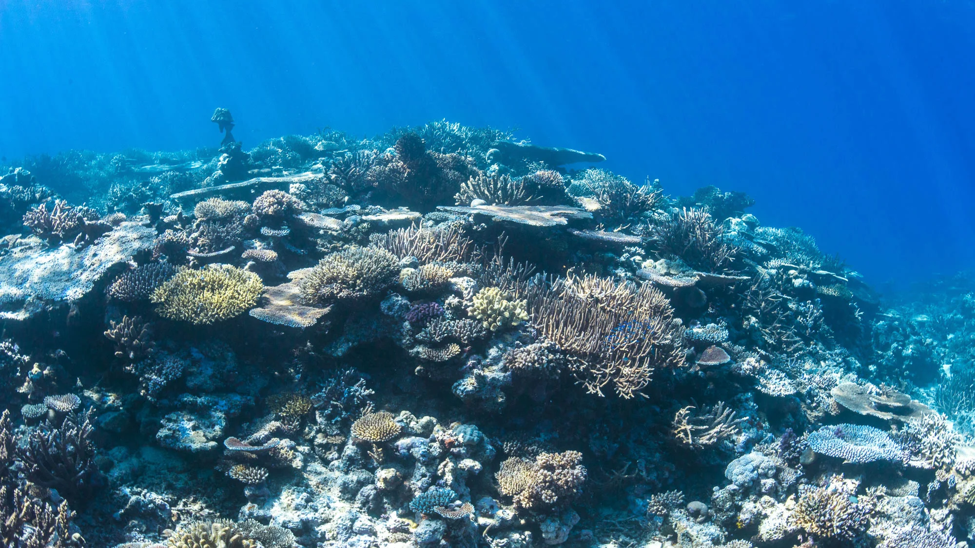 Fiji reef credit: warren baverstock / coral reef image bank