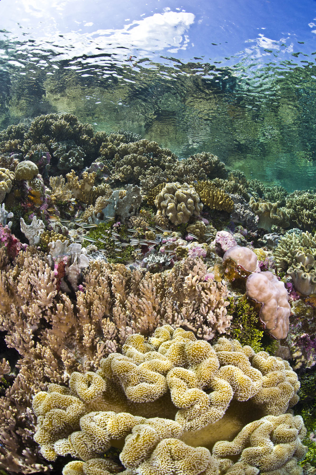 Wakatobi , Indonesia credit: wartren baverstock / coral reef image bank