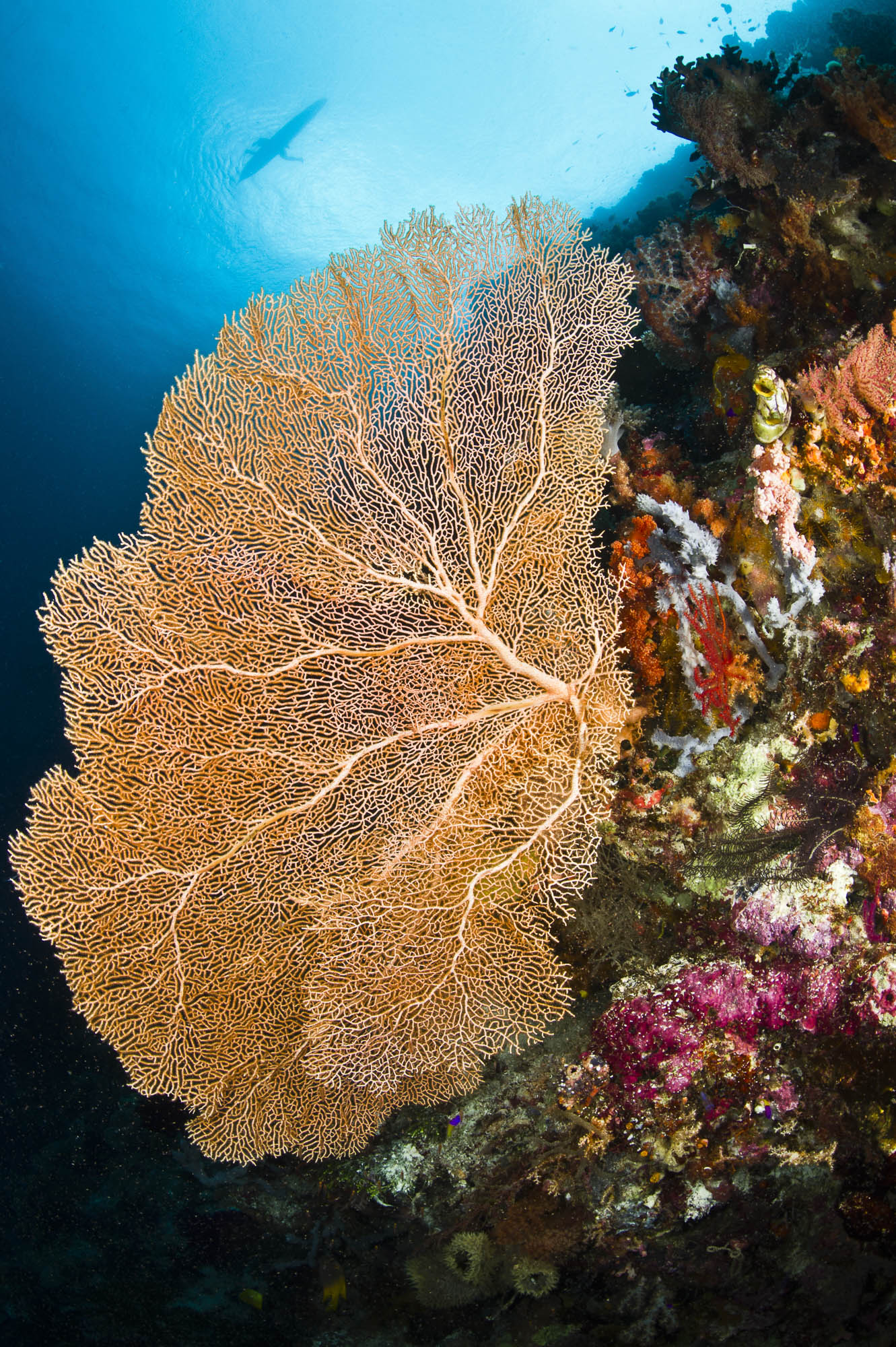 Wakatobi , Indonesia credit: wartren baverstock / coral reef image bank