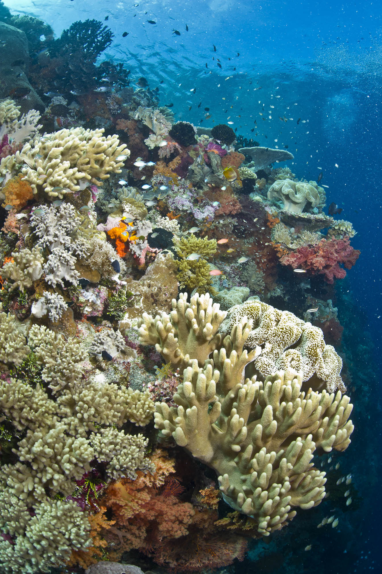 Wakatobi , Indonesia credit: wartren baverstock / coral reef image bank
