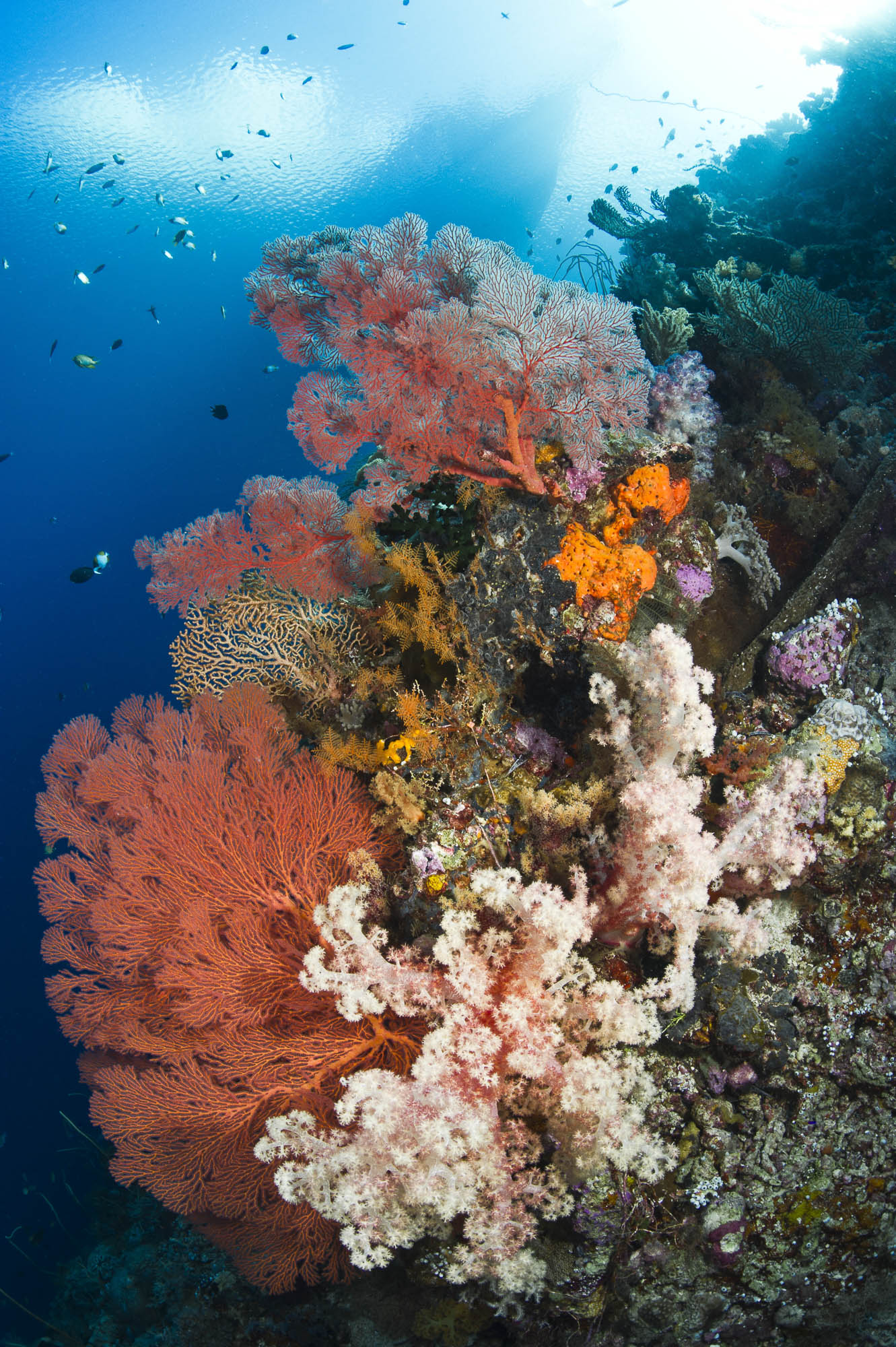 Wakatobi , Indonesia credit: wartren baverstock / coral reef image bank