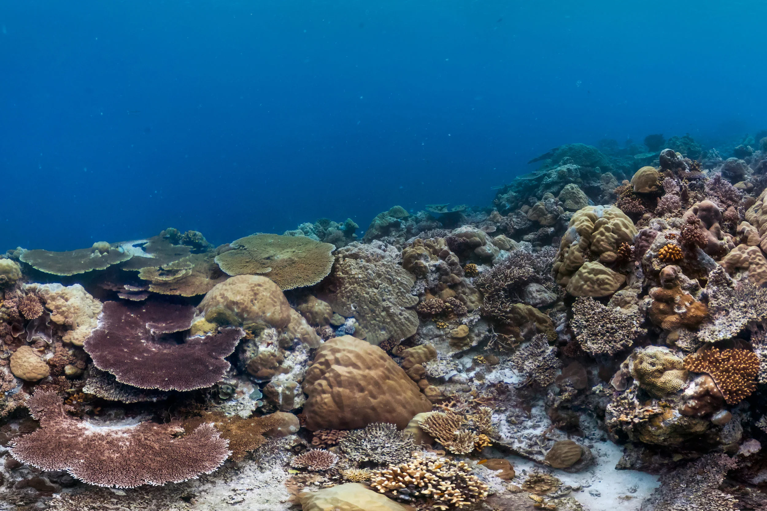 PALAU credit: Jayne Jenkins / coral reef image bank