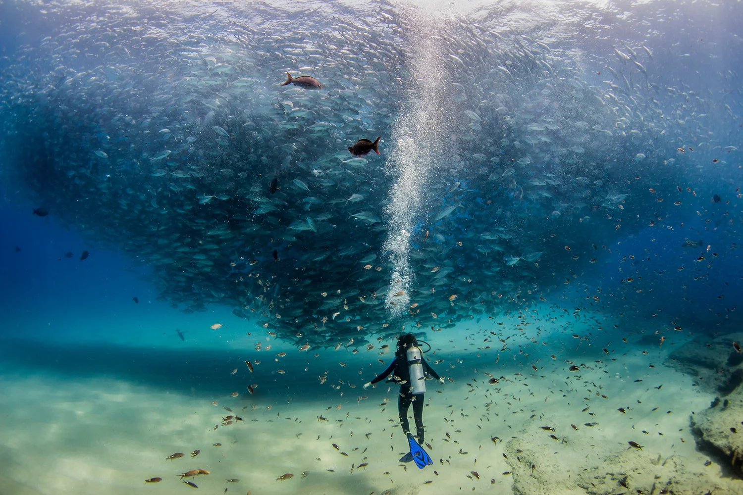 School in cabo credit: jeff hester / coral reef image bank