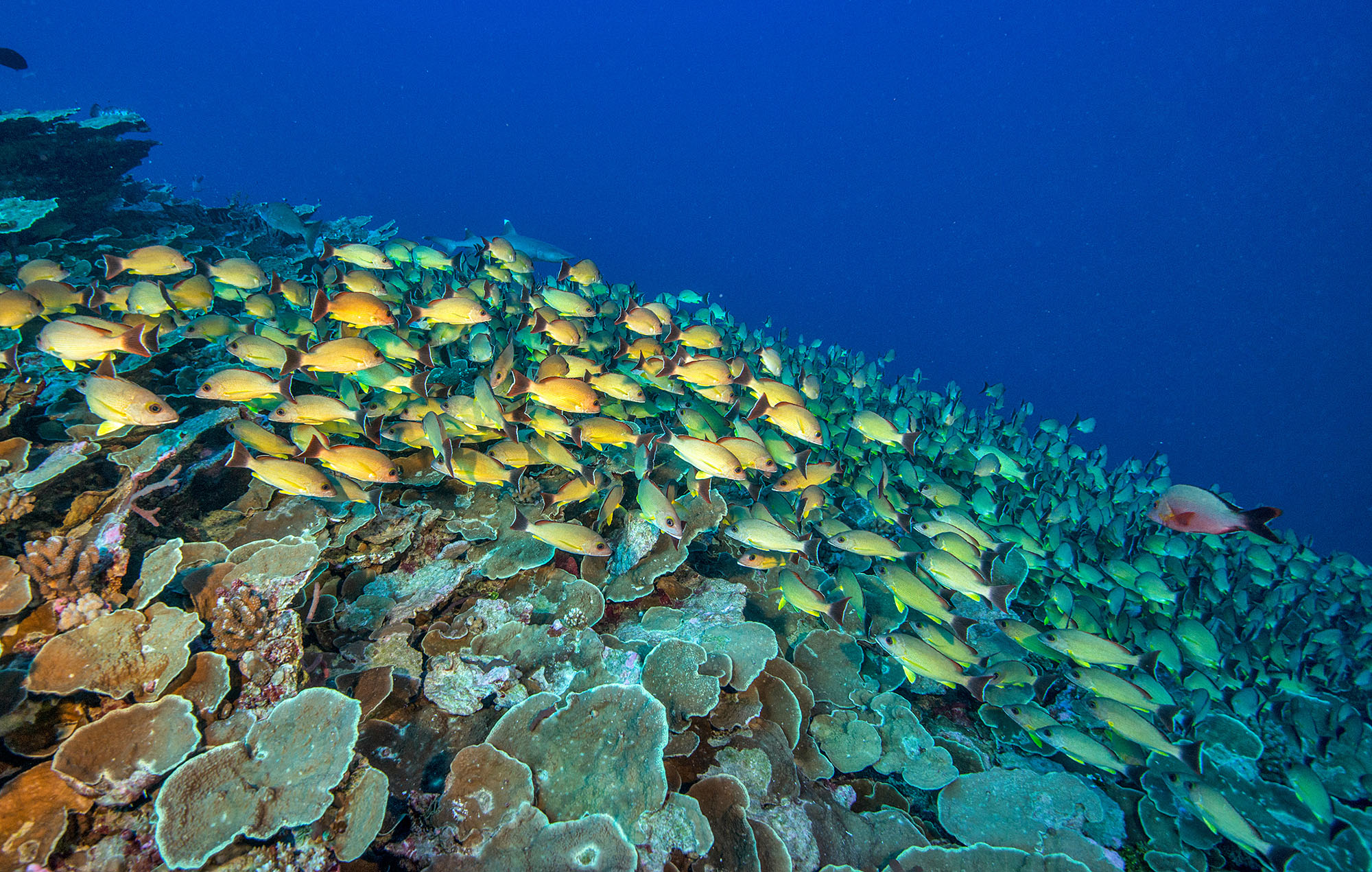 tahiti credit: Jayne Jenkins / coral reef image bank