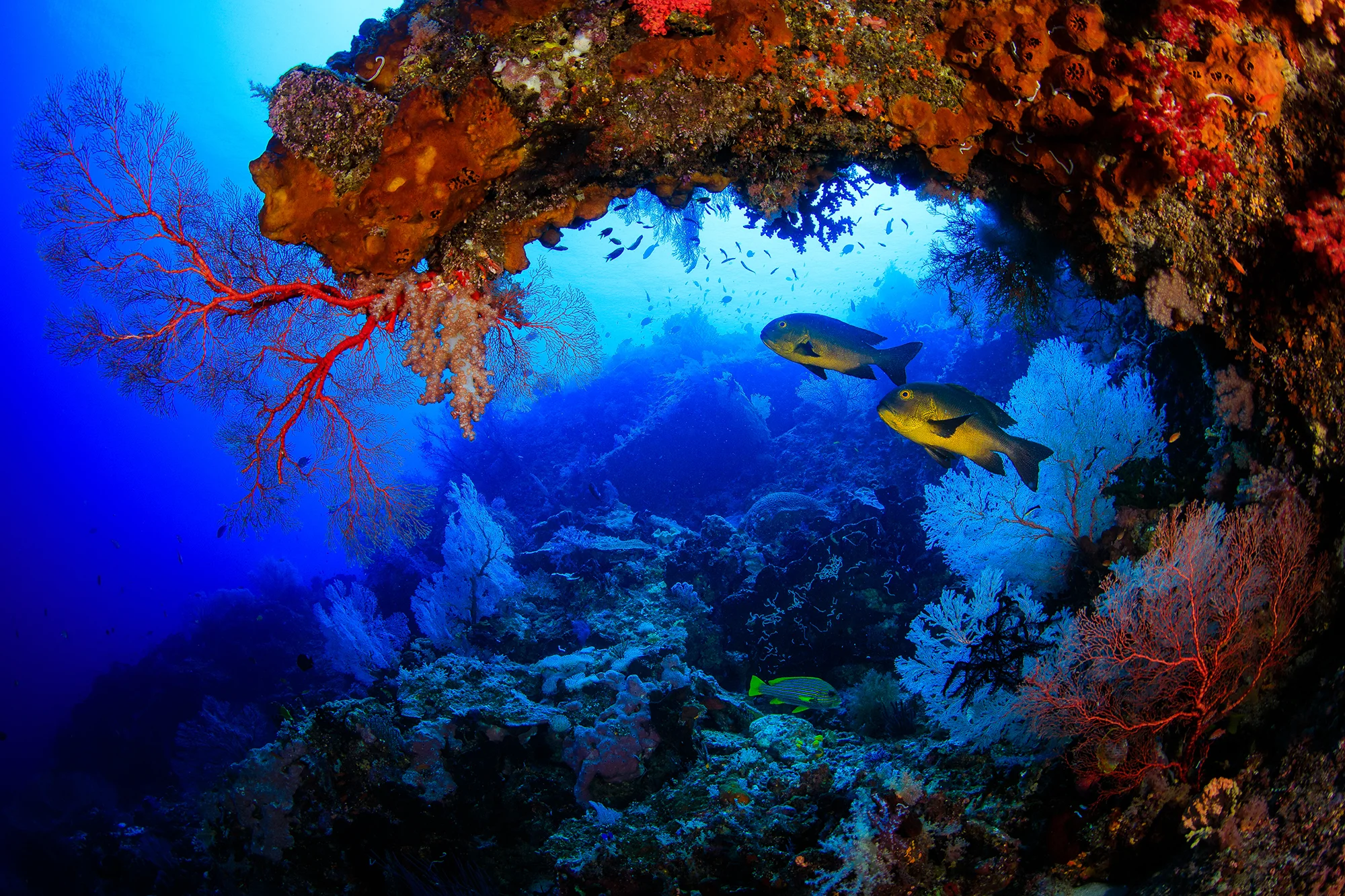 RAJA AMPAT, INDONESIA CREDIT: YEN-YI LEE / CORAL REEF IMAGE BANK