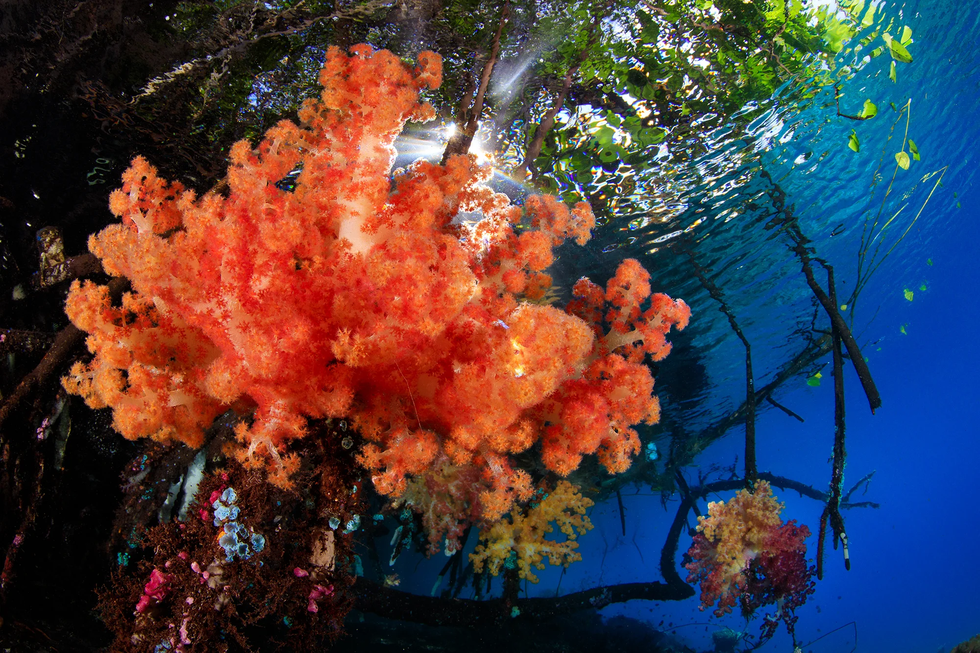 RAJA AMPAT, INDONESIA CREDIT: YEN-YI LEE / CORAL REEF IMAGE BANK