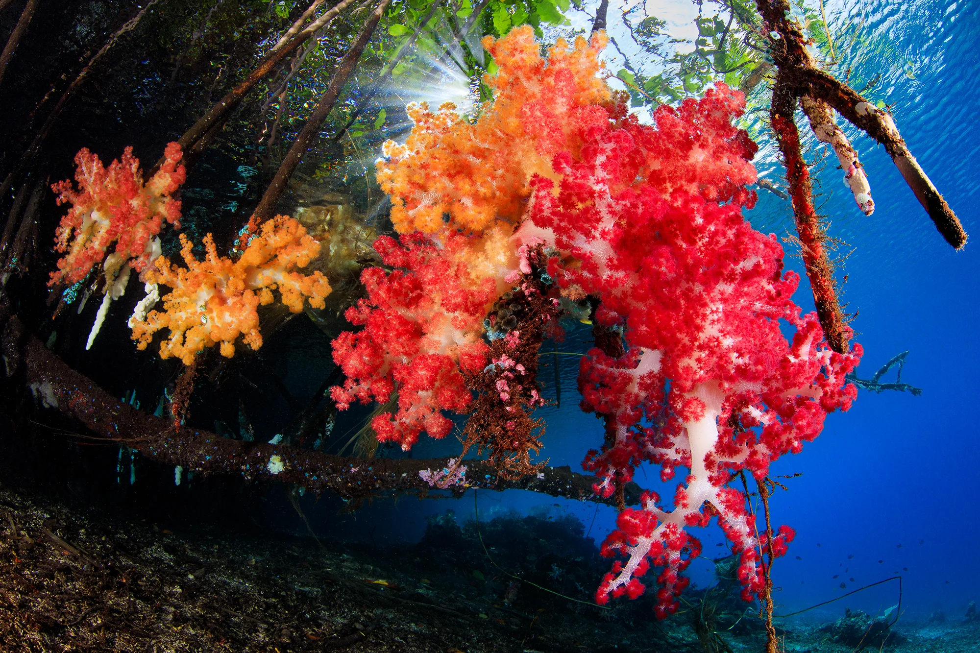 RAJA AMPAT, INDONESIA CREDIT: YEN-YI LEE / CORAL REEF IMAGE BANK