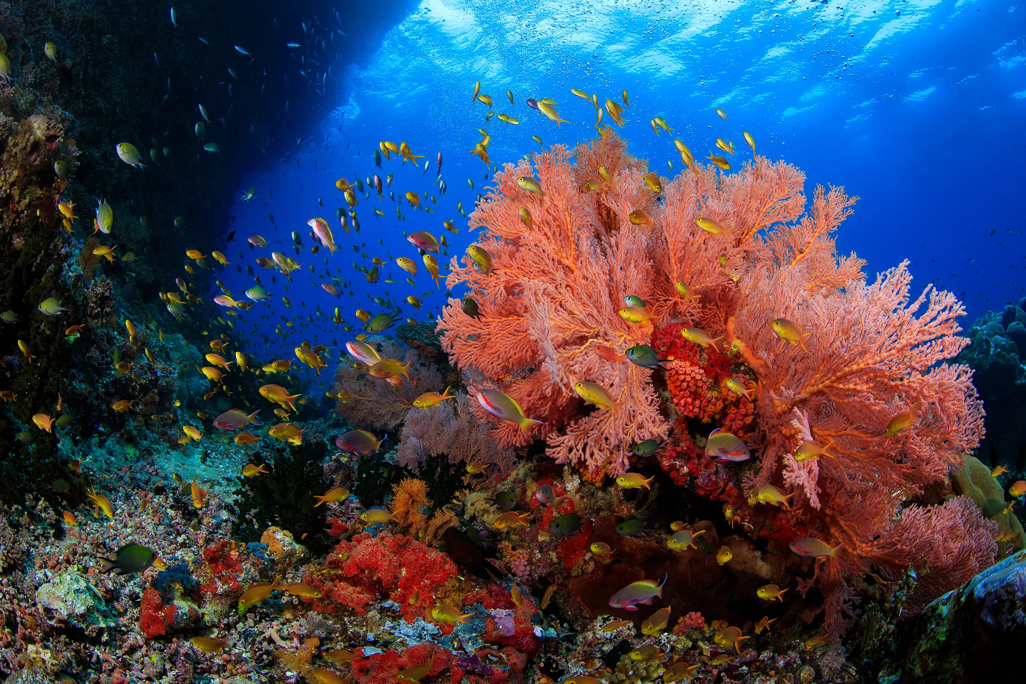 RAJA AMPAT, INDONESIA CREDIT: YEN-YI LEE / CORAL REEF IMAGE BANK