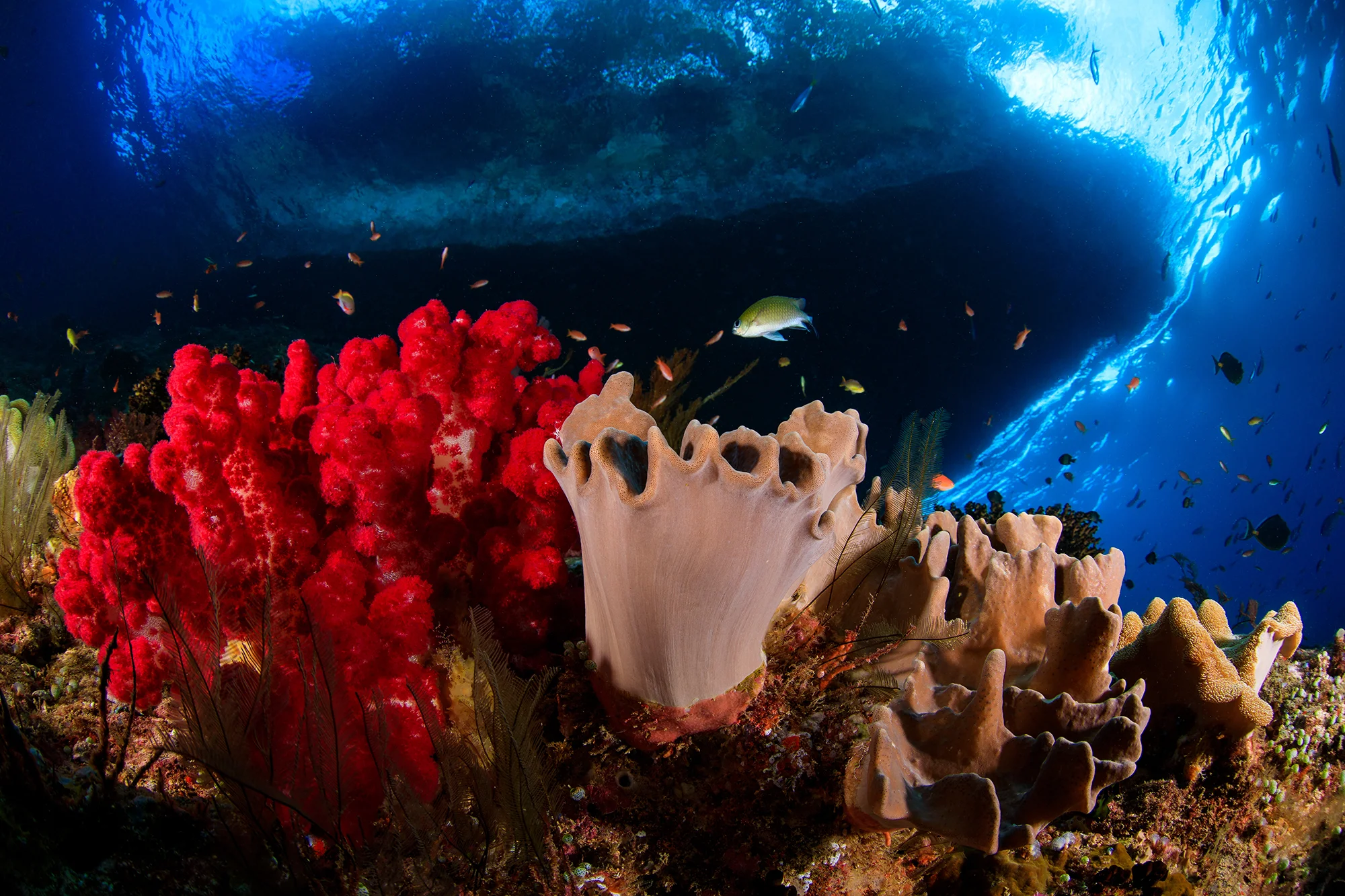 RAJA AMPAT, INDONESIA CREDIT: YEN-YI LEE / CORAL REEF IMAGE BANK