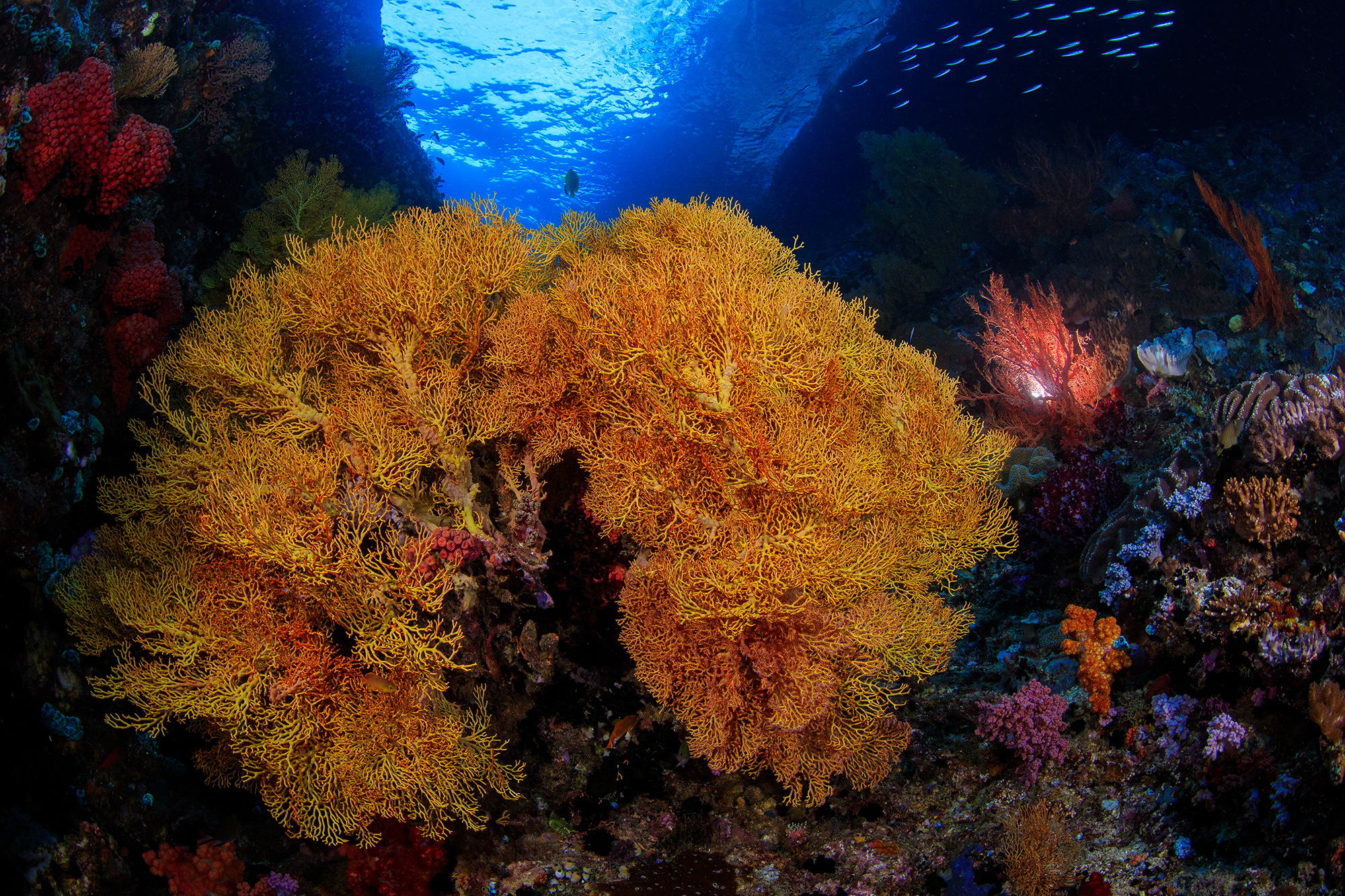 RAJA AMPAT, INDONESIA CREDIT: YEN-YI LEE / CORAL REEF IMAGE BANK