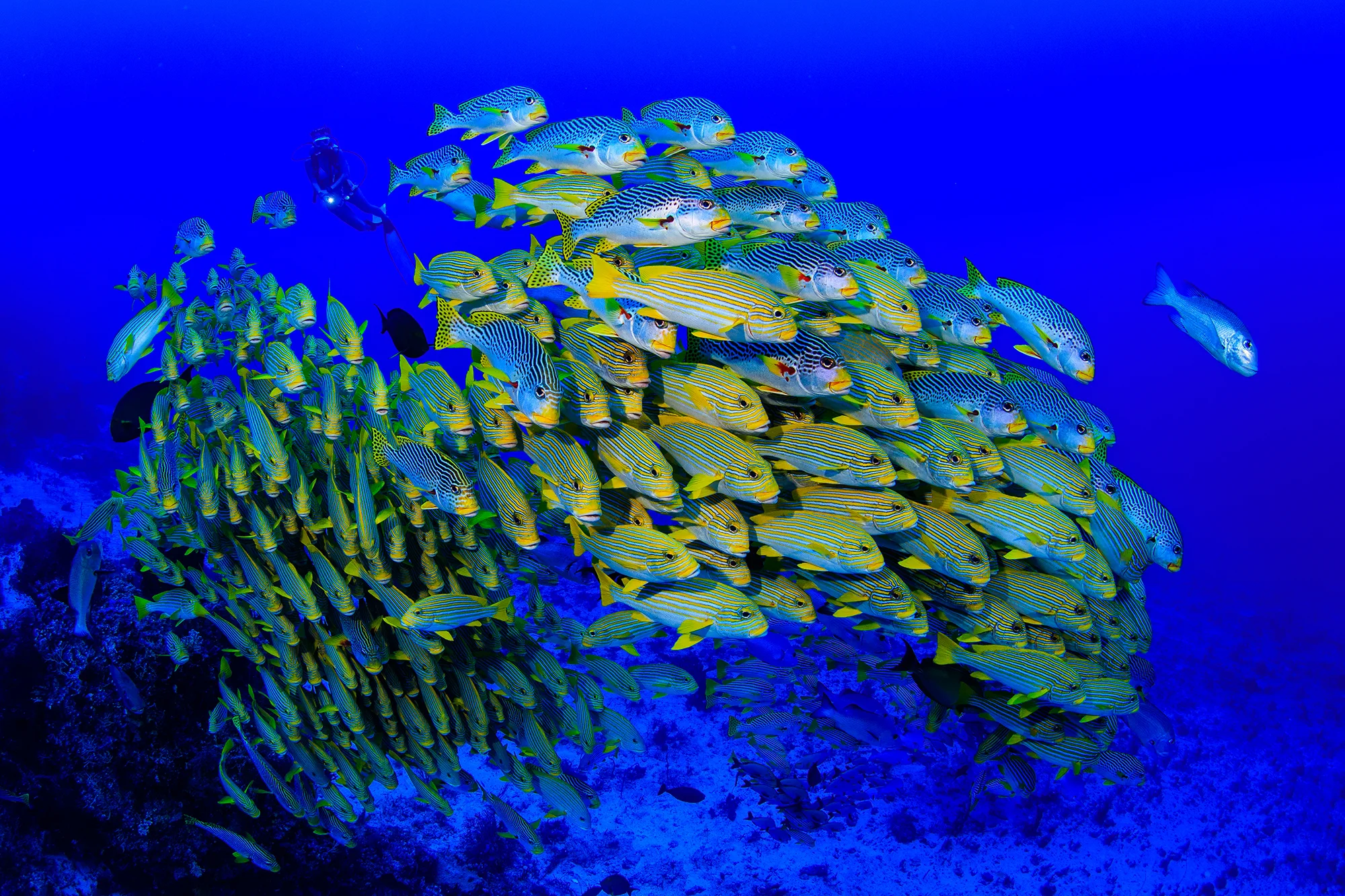 RAJA AMPAT, INDONESIA CREDIT: YEN-YI LEE / CORAL REEF IMAGE BANK
