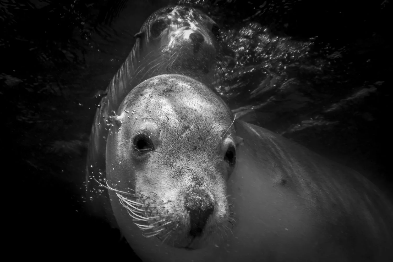 fur seals, NSW credit: Jeff hester / coral reef image bank