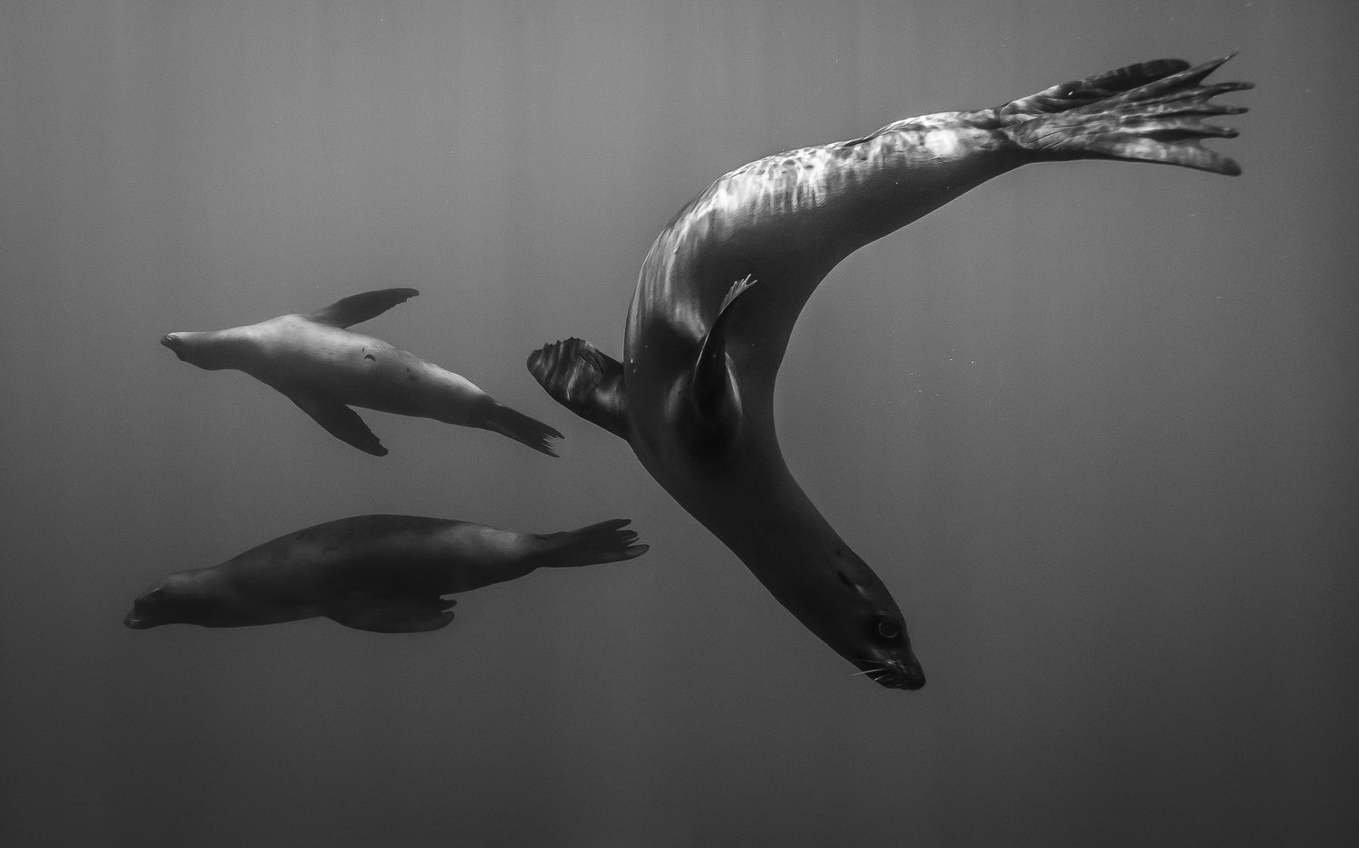 seals, channel islands credit: Jeff hester / coral reef image bank