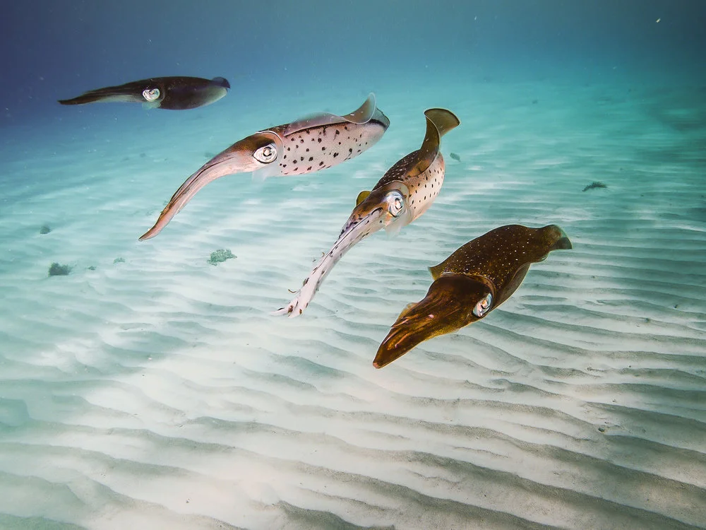 Squid credit: Jeff hester / coral reef image bank