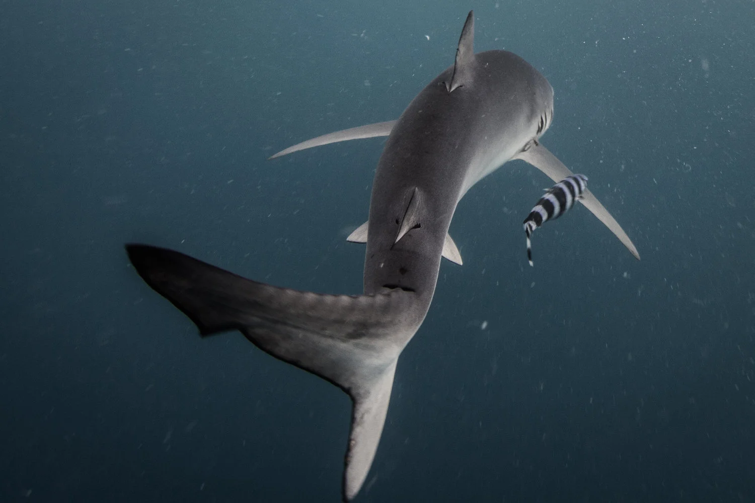 blue shark credit: jeff hester / coral reef image bank