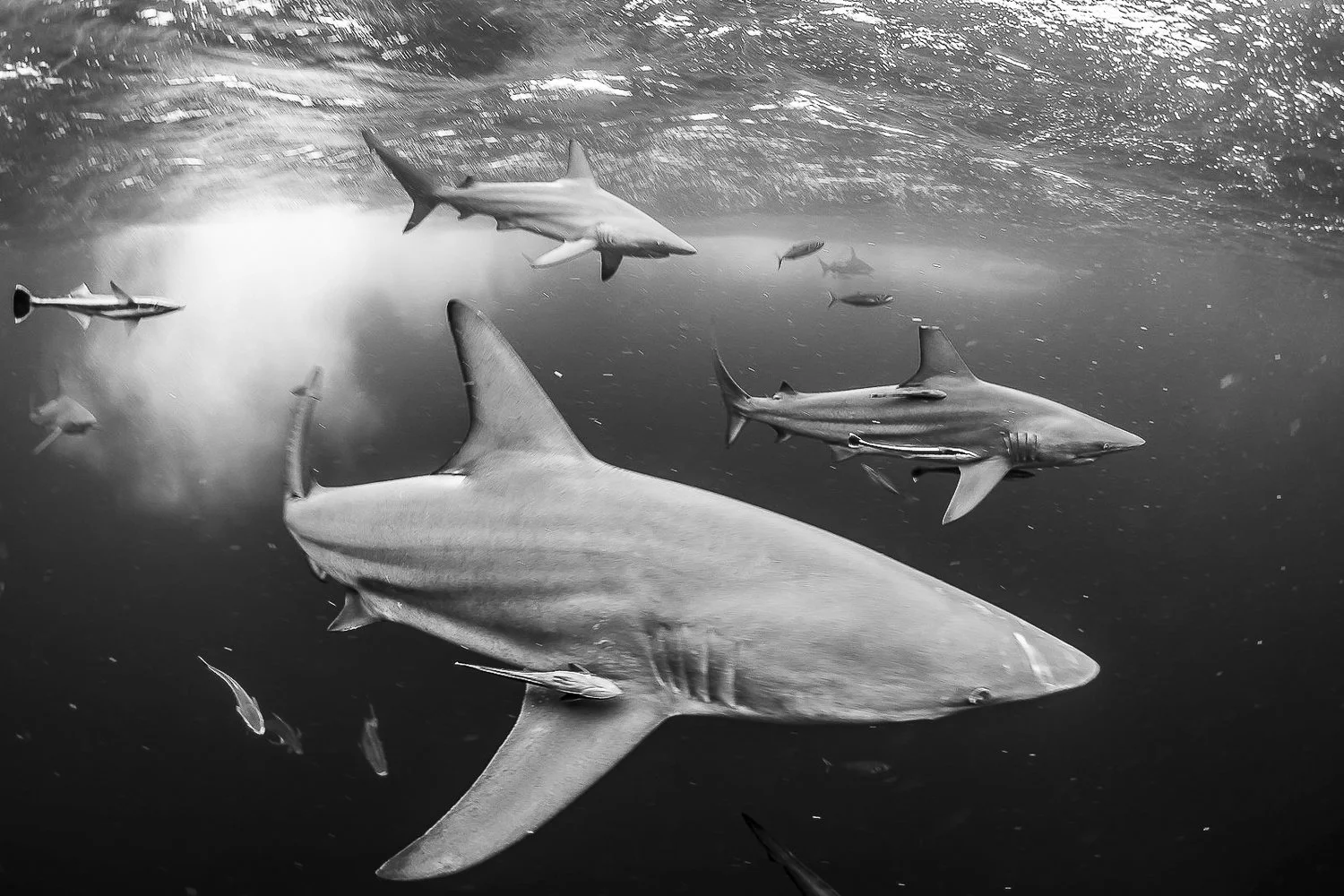 Blacktips credit: jeff hester / coral reef image bank