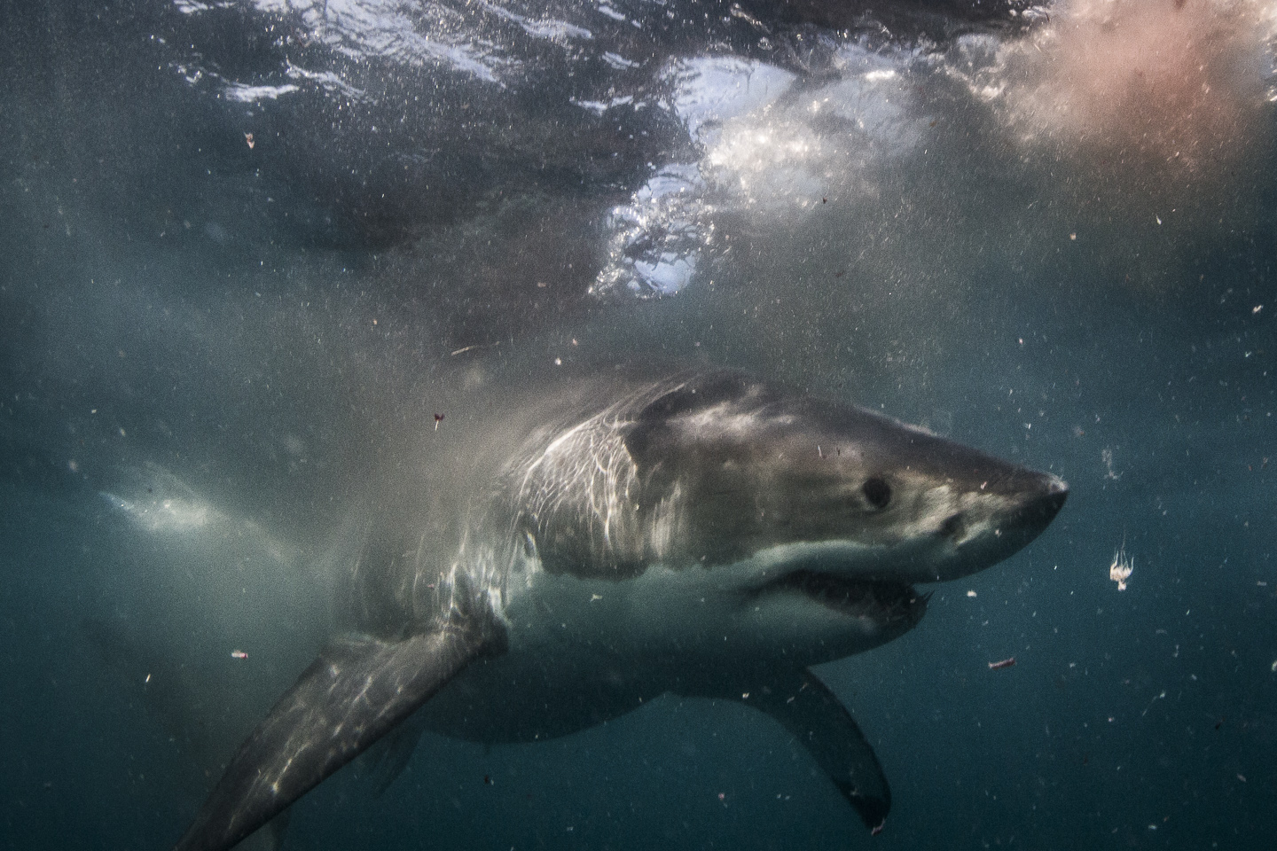 great white shark, south africa credit: jeff hester / coral reef image bank