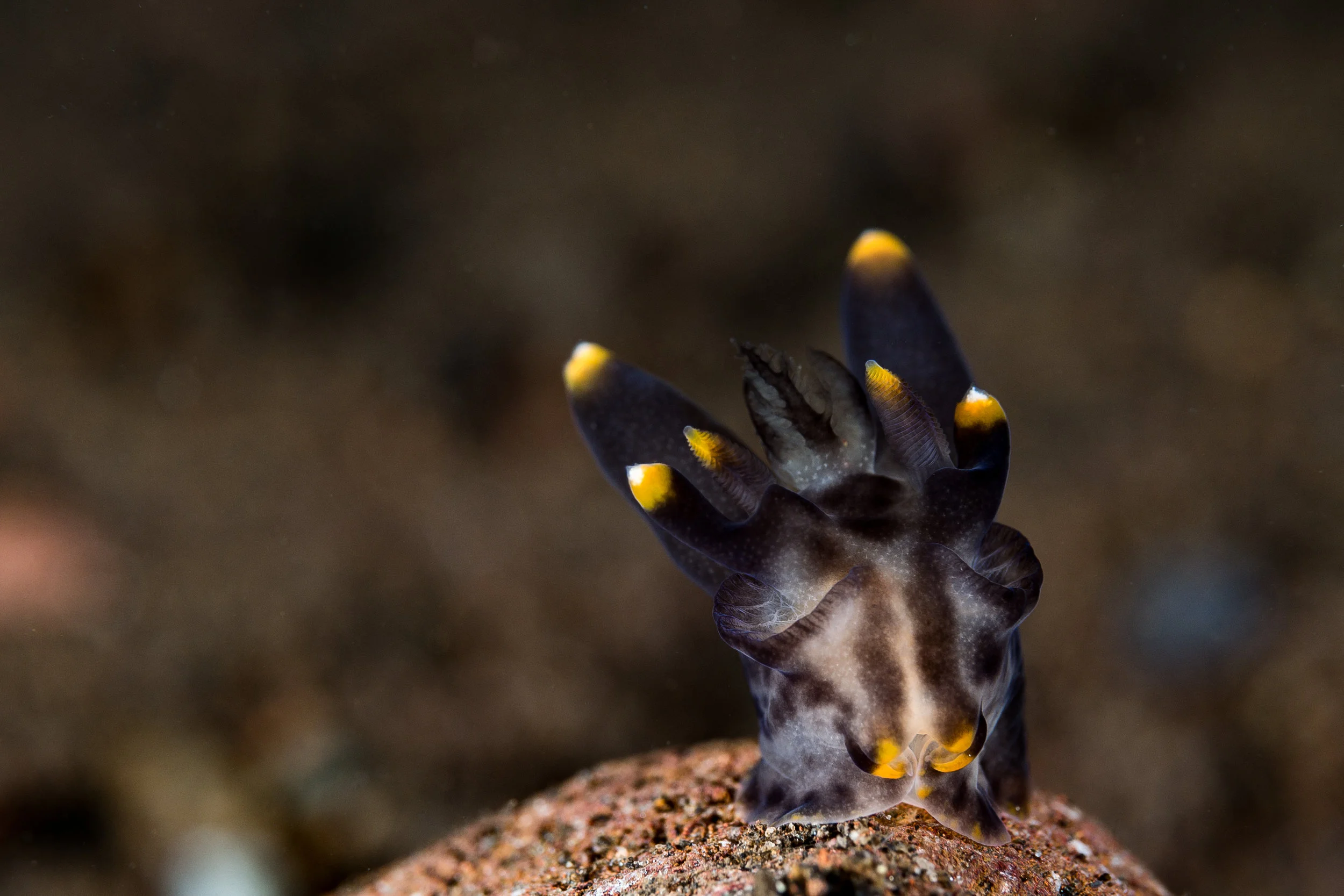 CREDIT: Wojtek Meczynski / coral reef image bank
