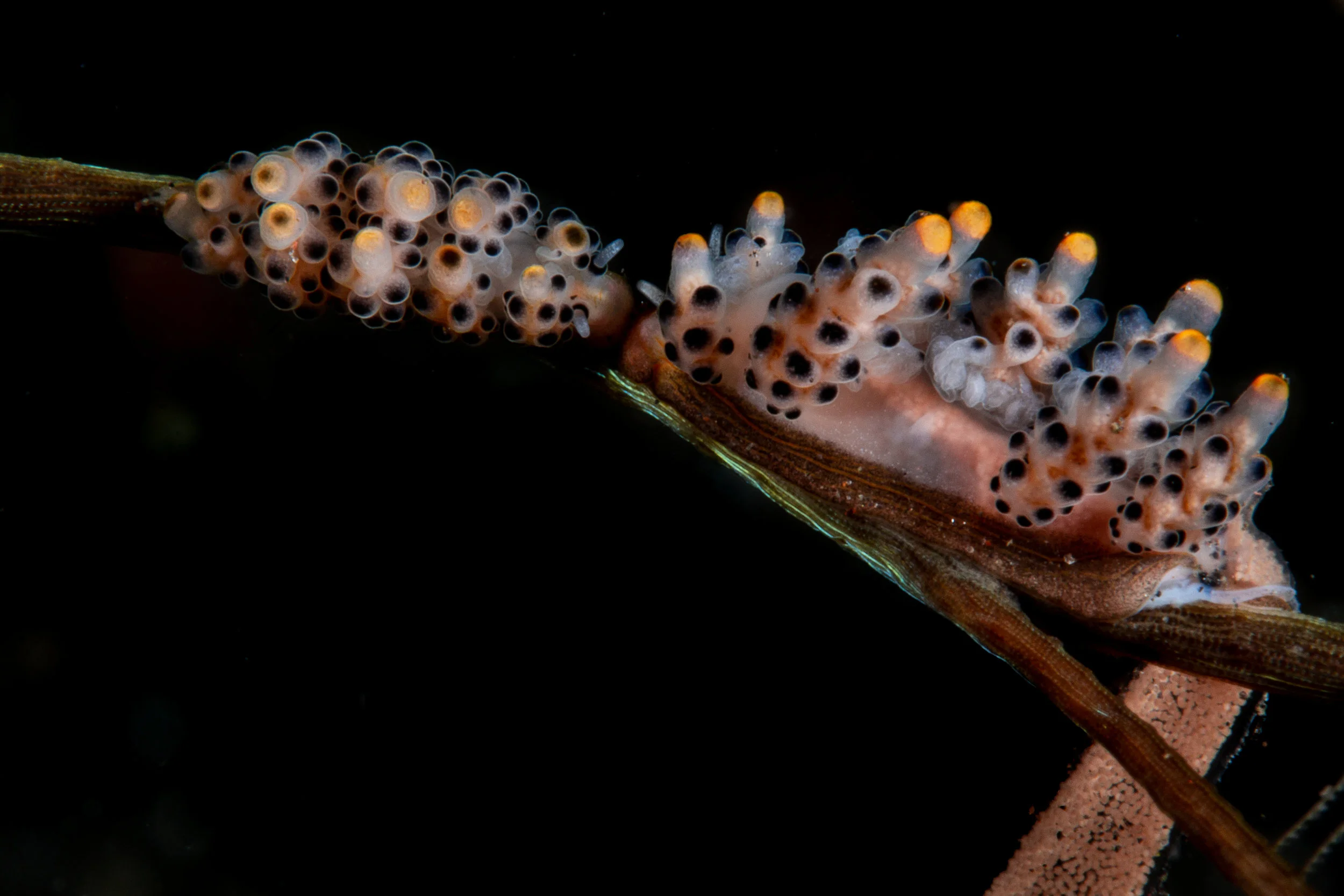 CREDIT: Wojtek Meczynski / coral reef image bank