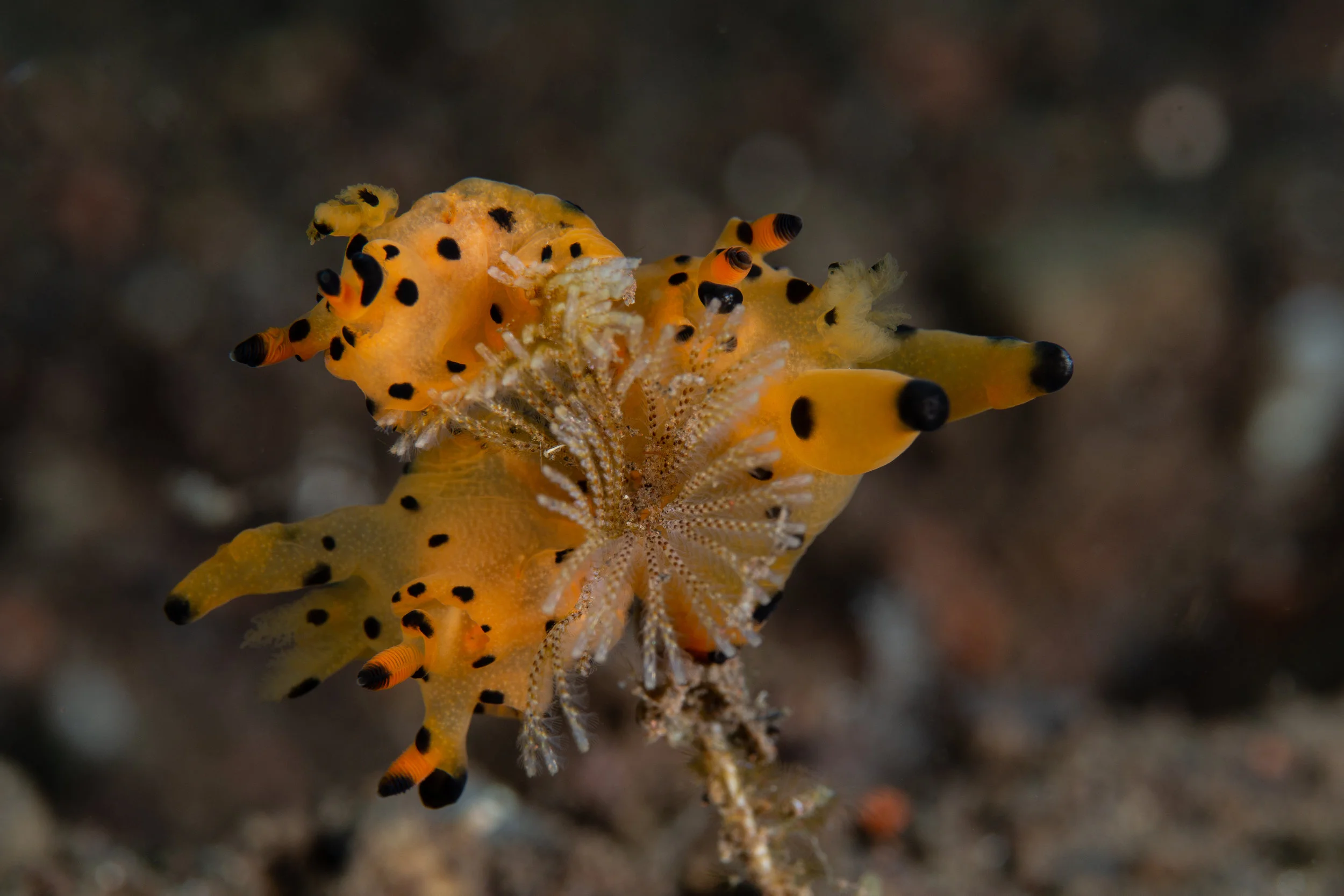 CREDIT: Wojtek Meczynski / coral reef image bank