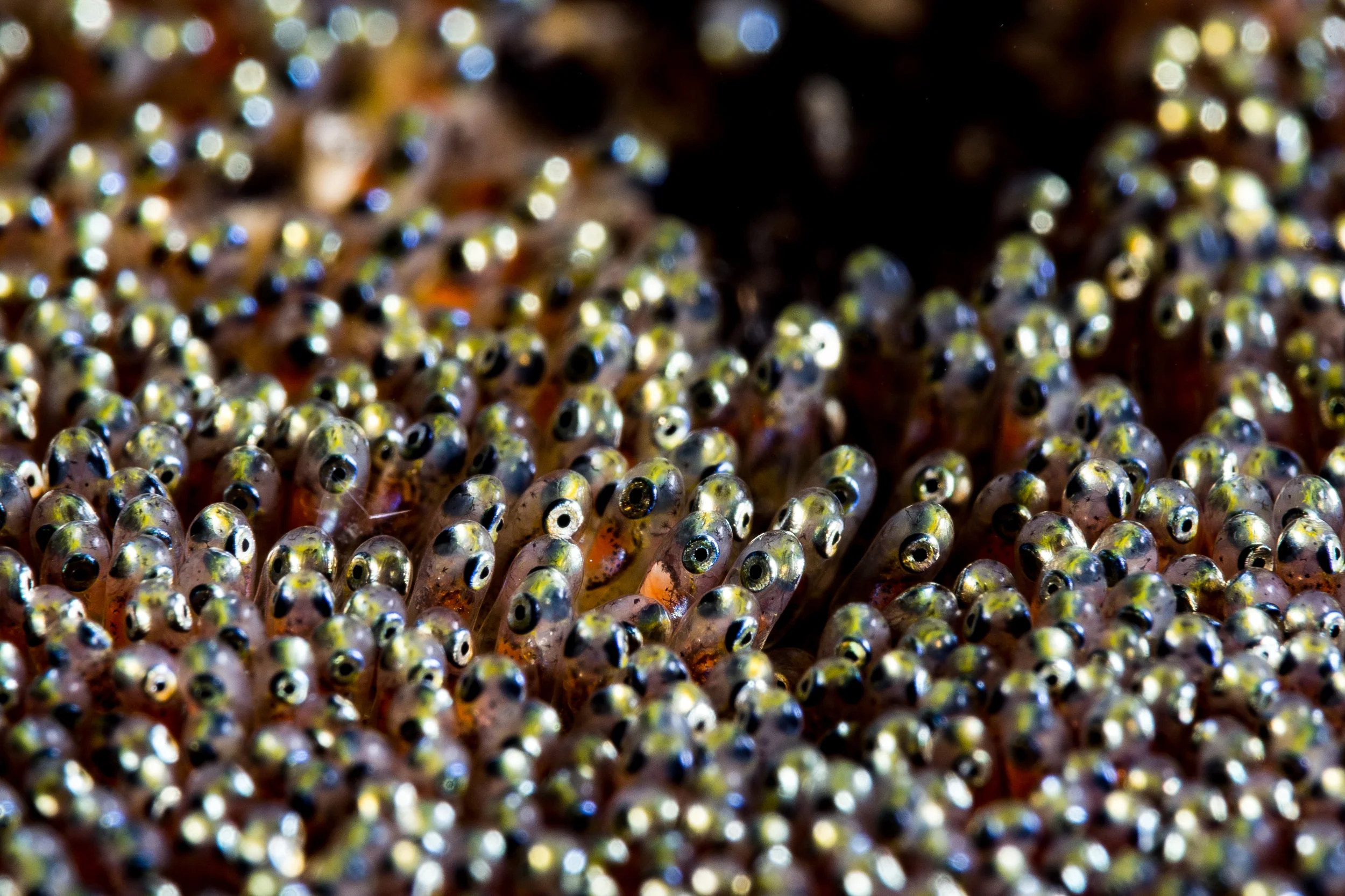 clown fish eggs CREDIT: Wojtek Meczynski / coral reef image bank
