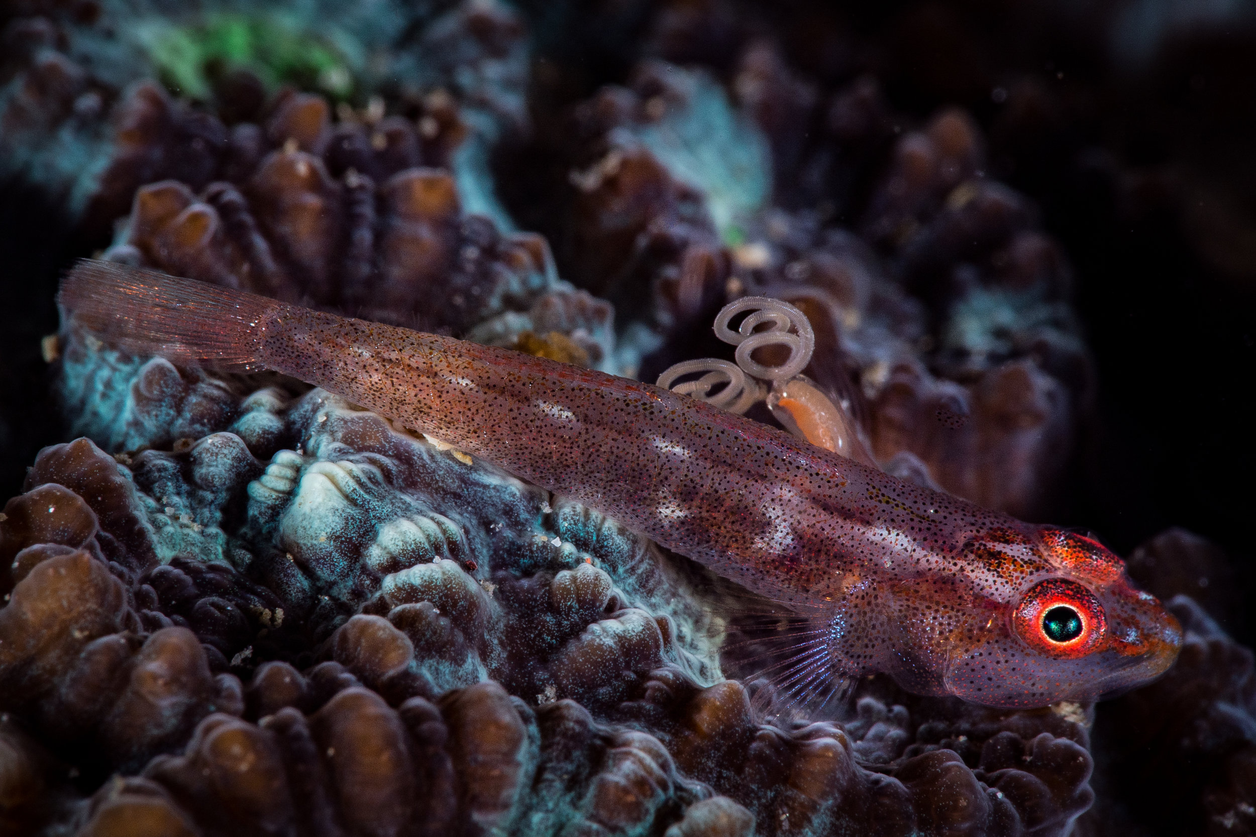 CREDIT: Wojtek Meczynski / coral reef image bank