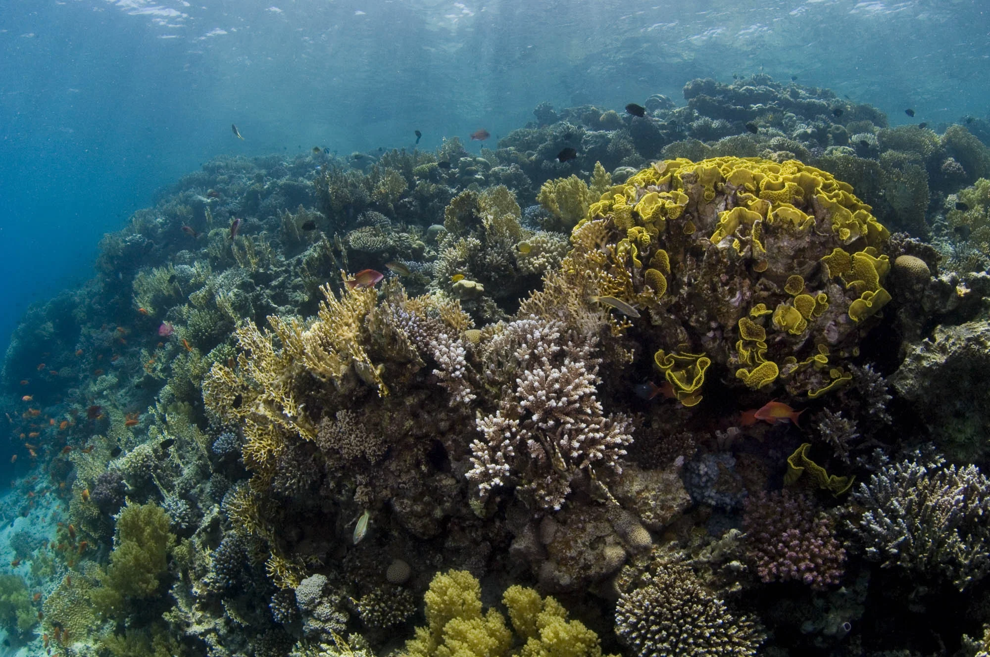 AQABA CREDIT: WARREN BAVERSTOCK / coral reef image bank