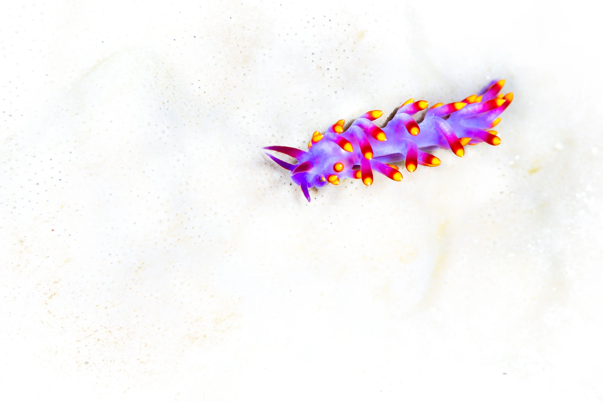 nudibranch CREDIT: grant thomas / coral reef image bank