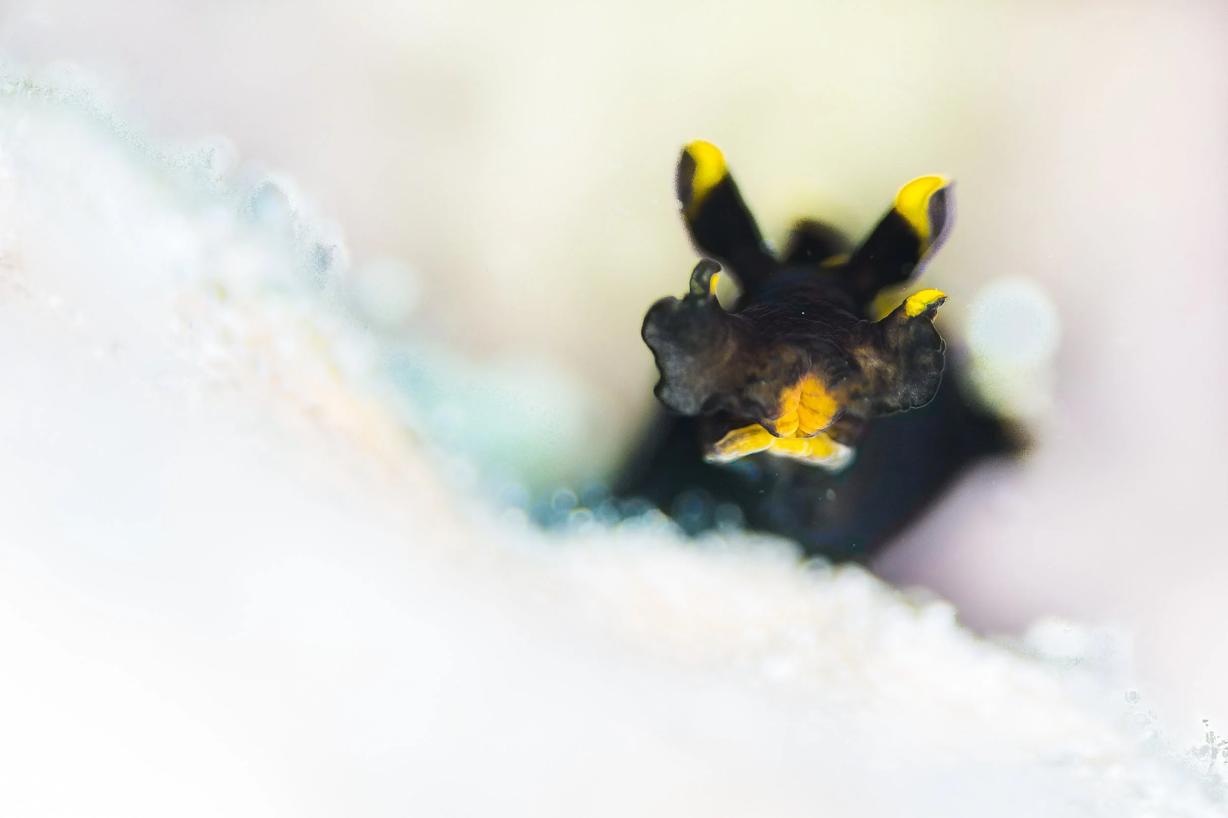 nudibranch CREDIT: grant thomas / coral reef image bank