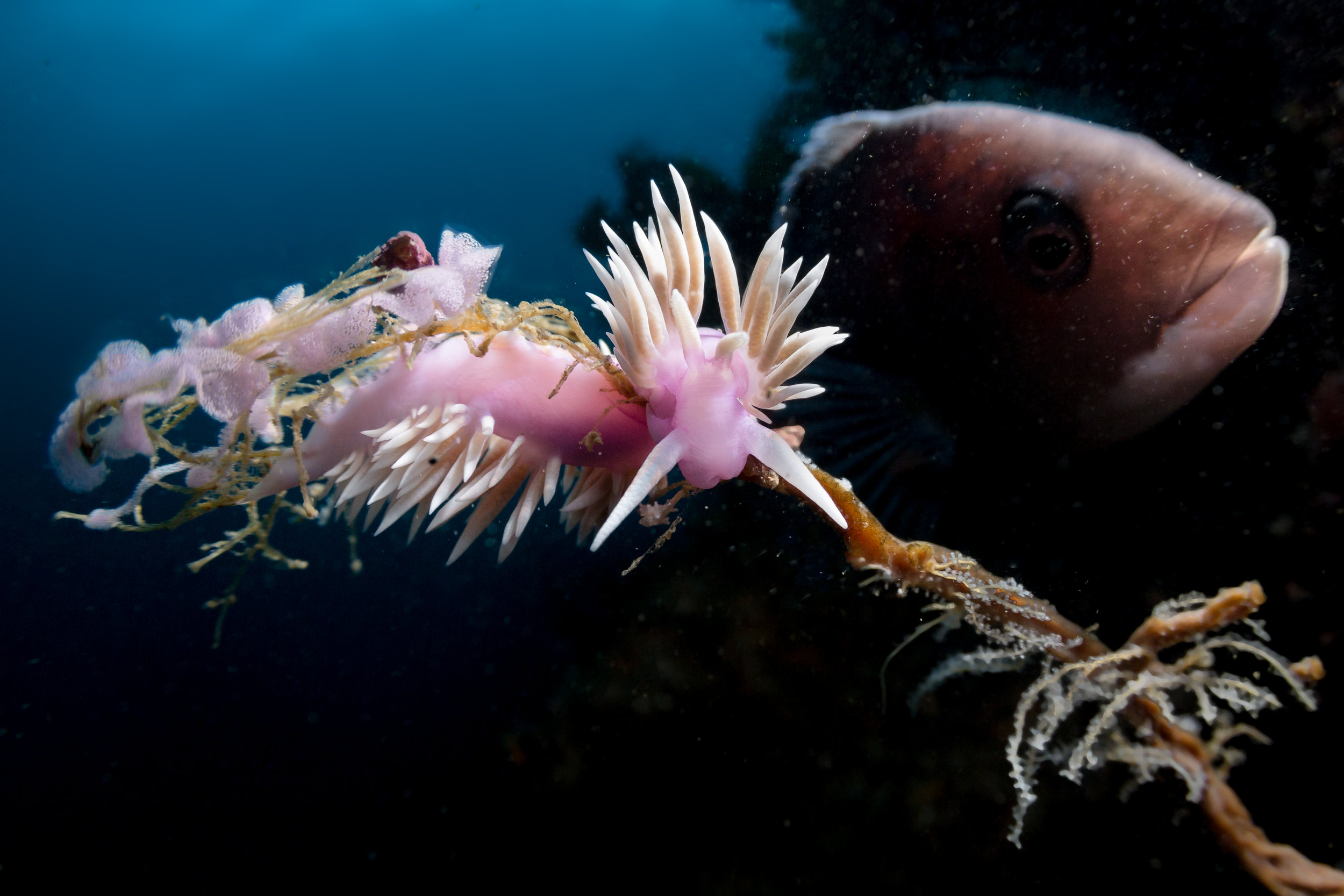 nudibranch CREDIT: grant thomas / coral reef image bank