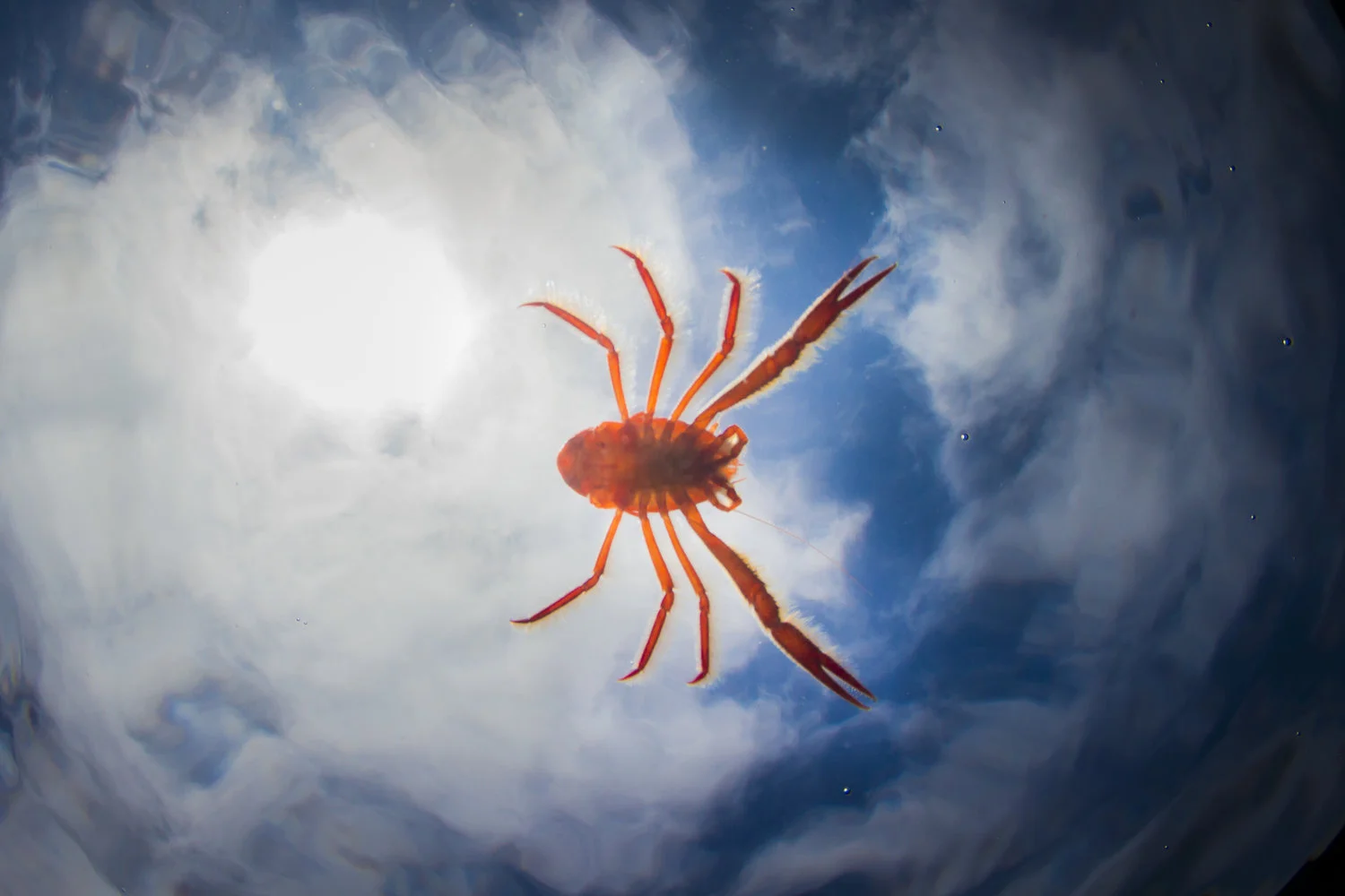 crab from below credit: Jeff hester / coral reef image bank