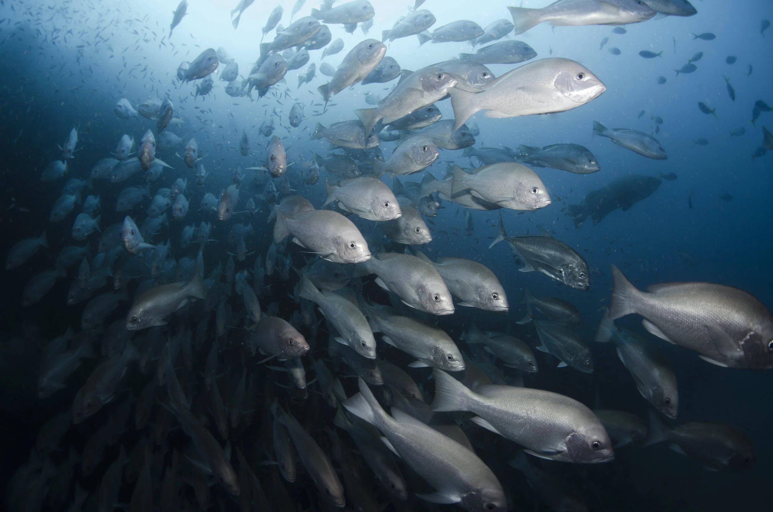 school of snapper CREDIT: amanda cotton / coral reef image bank